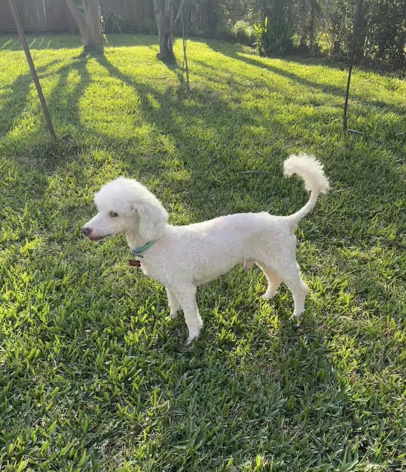 Enlarge Mozart, a ADOPTABLE Poodle in Gonzales, LA image 2/2