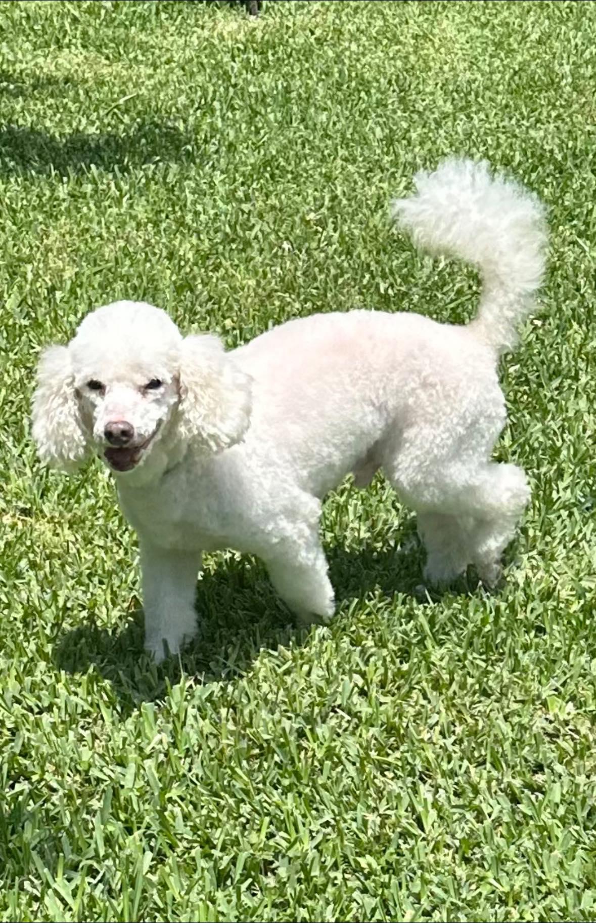 Mozart, ADOPTABLE, Adult Male Poodle.