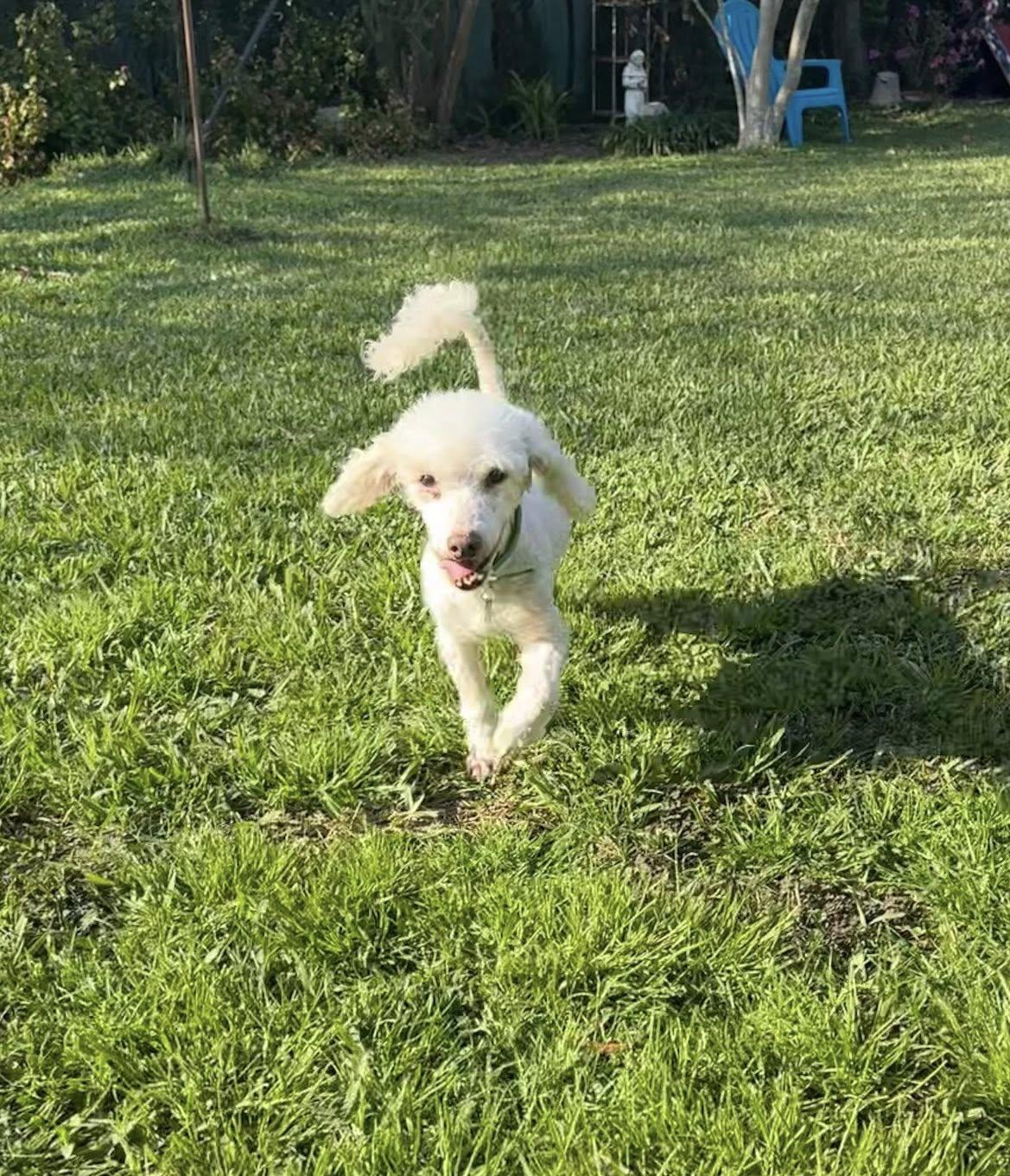 Enlarge Mozart, a ADOPTABLE Poodle in Gonzales, LA image 1/2