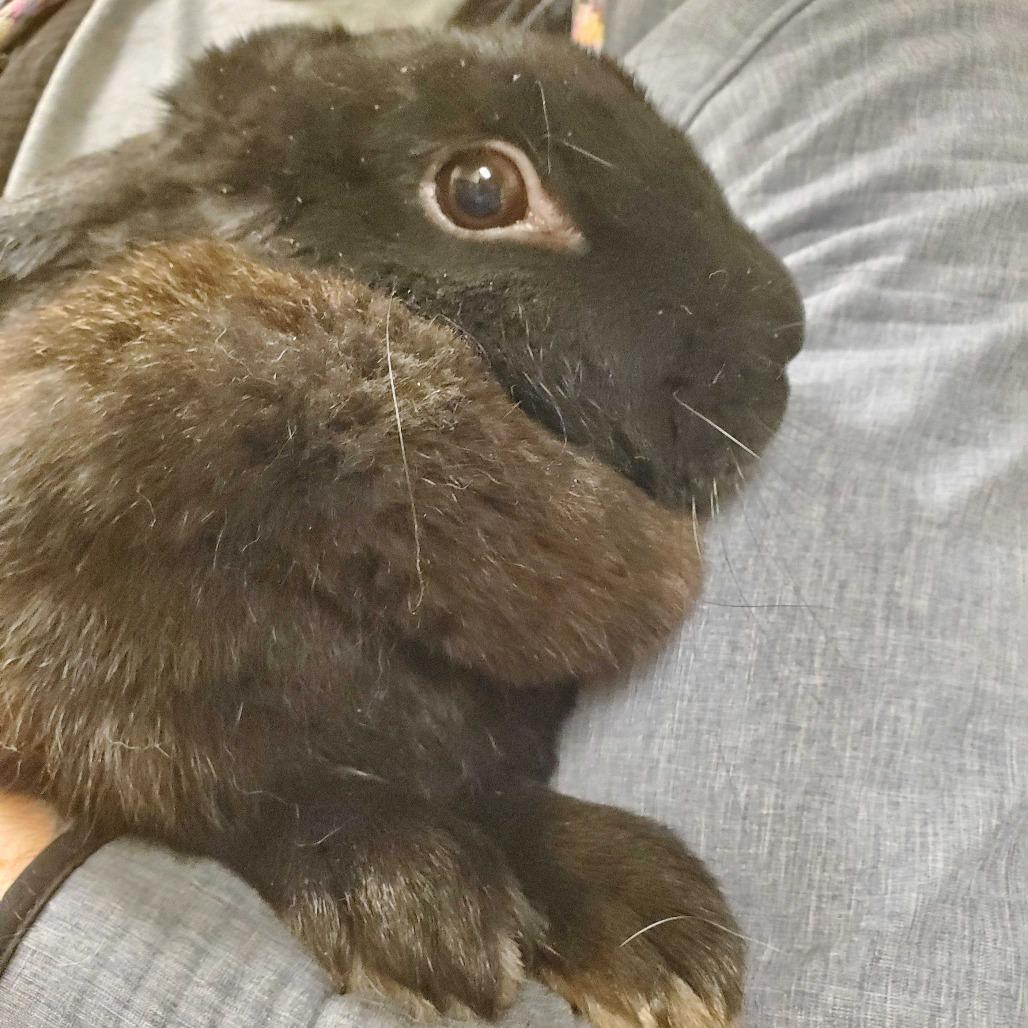 Philadelphia, Adoptable, Adult Female Bunny Rabbit.