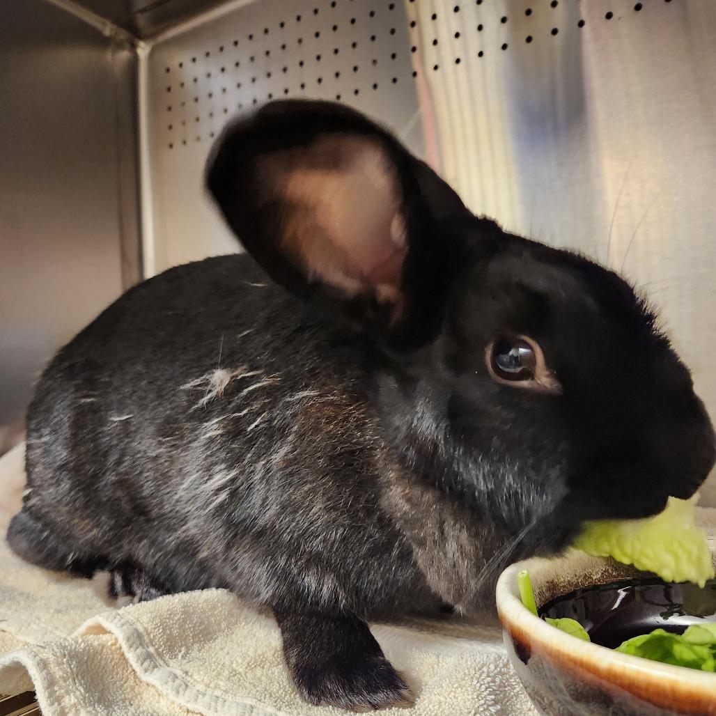 Enlarge Philadelphia, a Adoptable Bunny Rabbit in Asheville, NC image 2/2