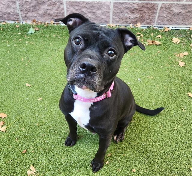 Enlarge RAVIOLI, a Adoptable Pit Bull Terrier in Minneapolis, MN image 1/1