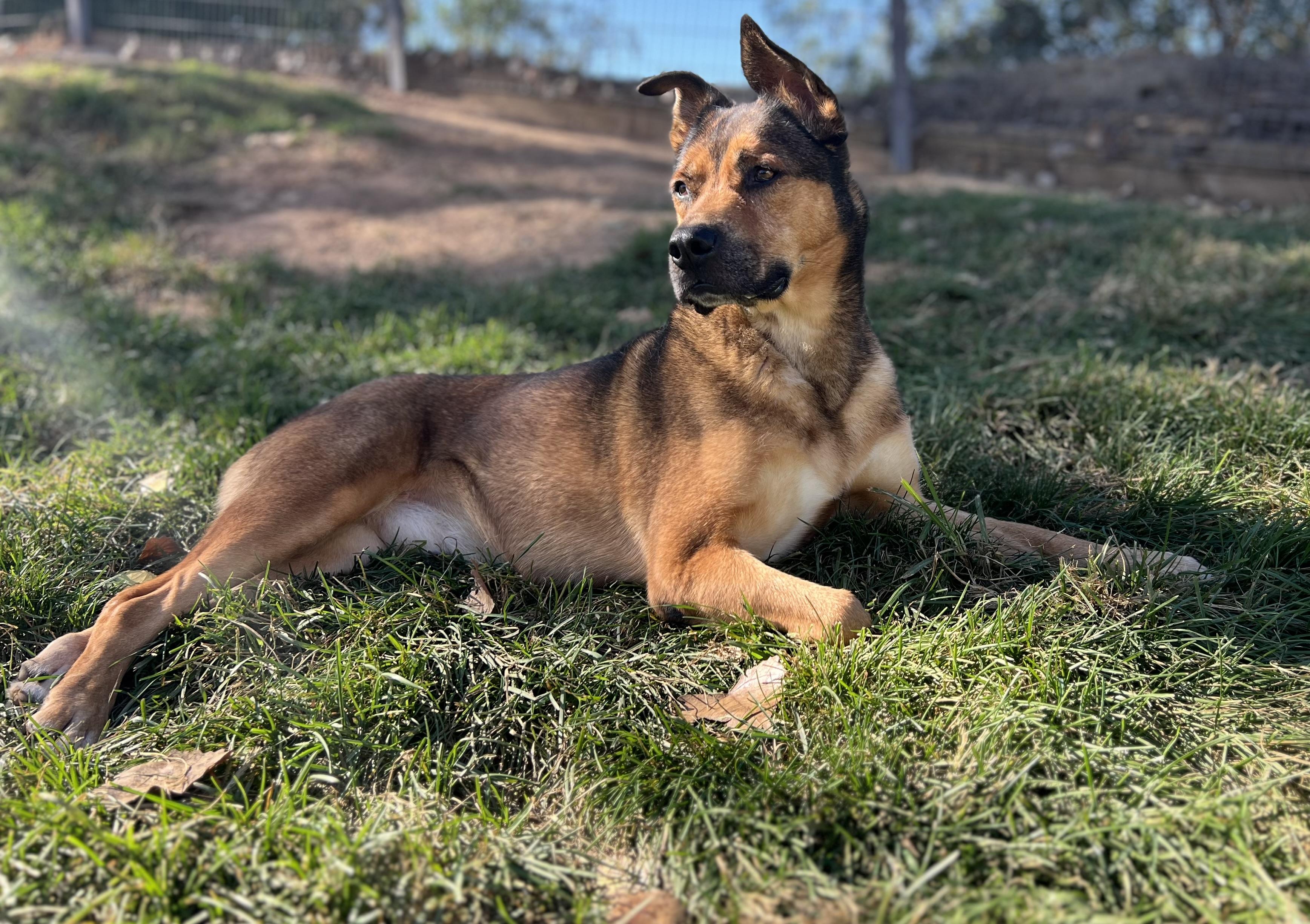 Enlarge Gus Gus, an adoptable mixed breed in Davis, CA image 1/4
