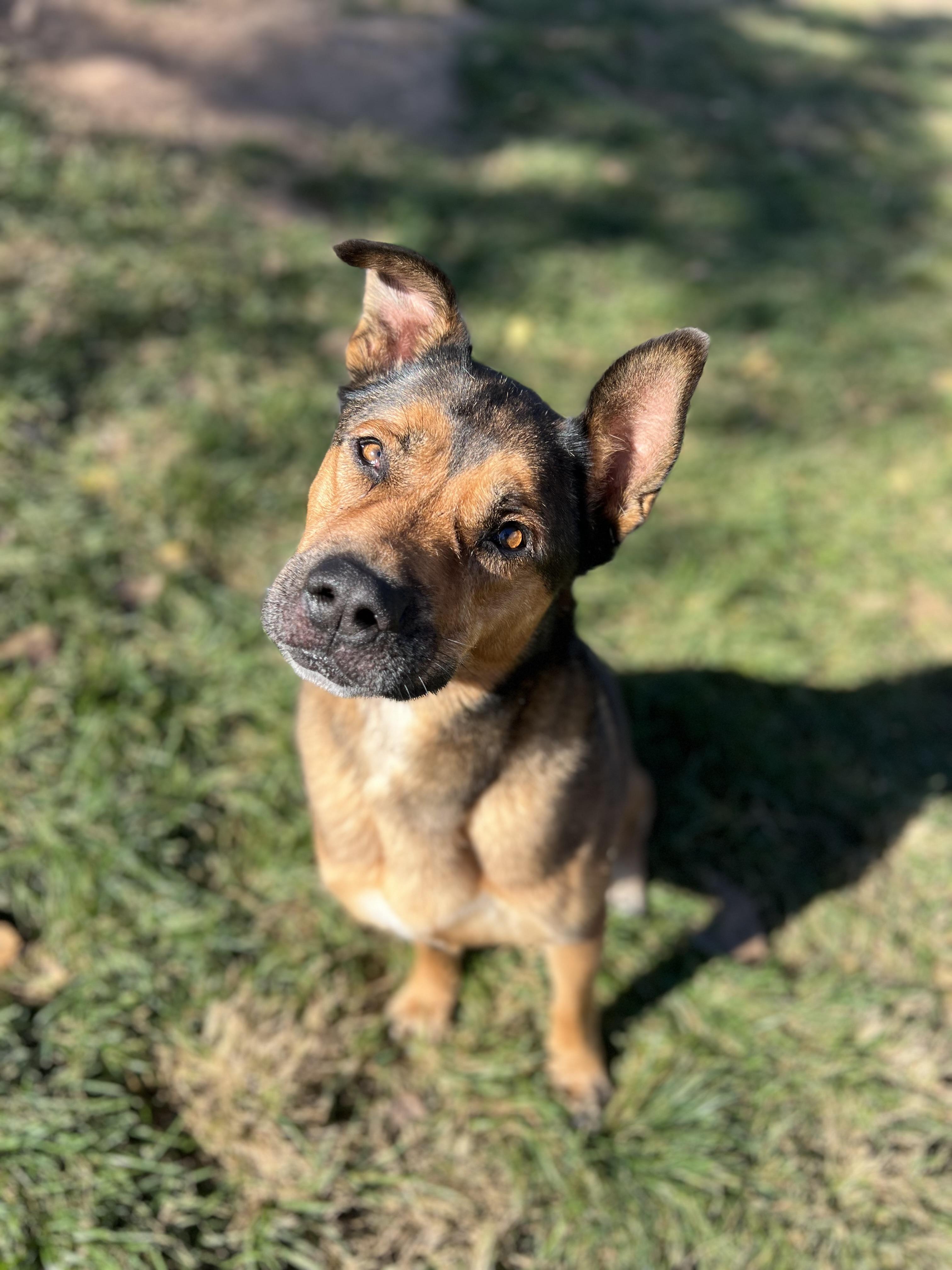 Enlarge Gus Gus, an adoptable mixed breed in Davis, CA image 2/4