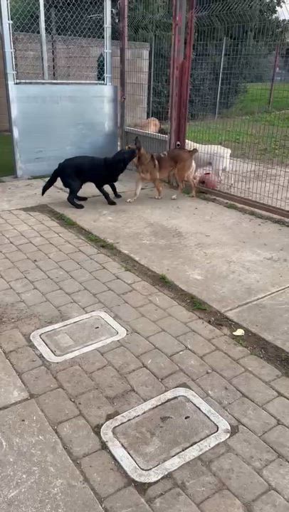 Enlarge Gus Gus, an adoptable mixed breed in Davis, CA video 3/4