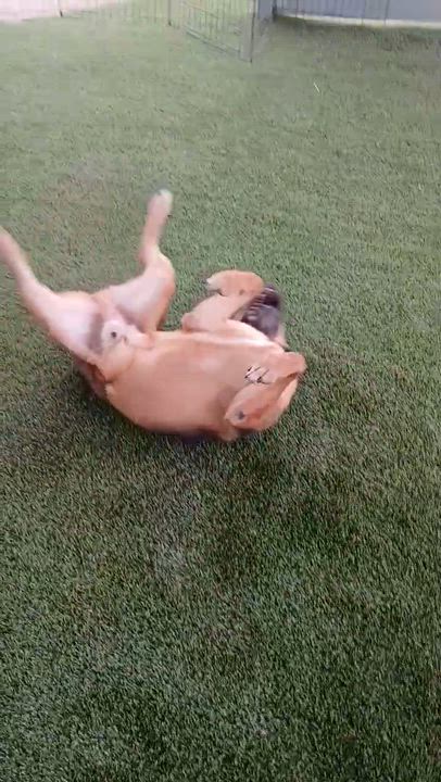 Enlarge Gus Gus, an adoptable mixed breed in Davis, CA video 4/4