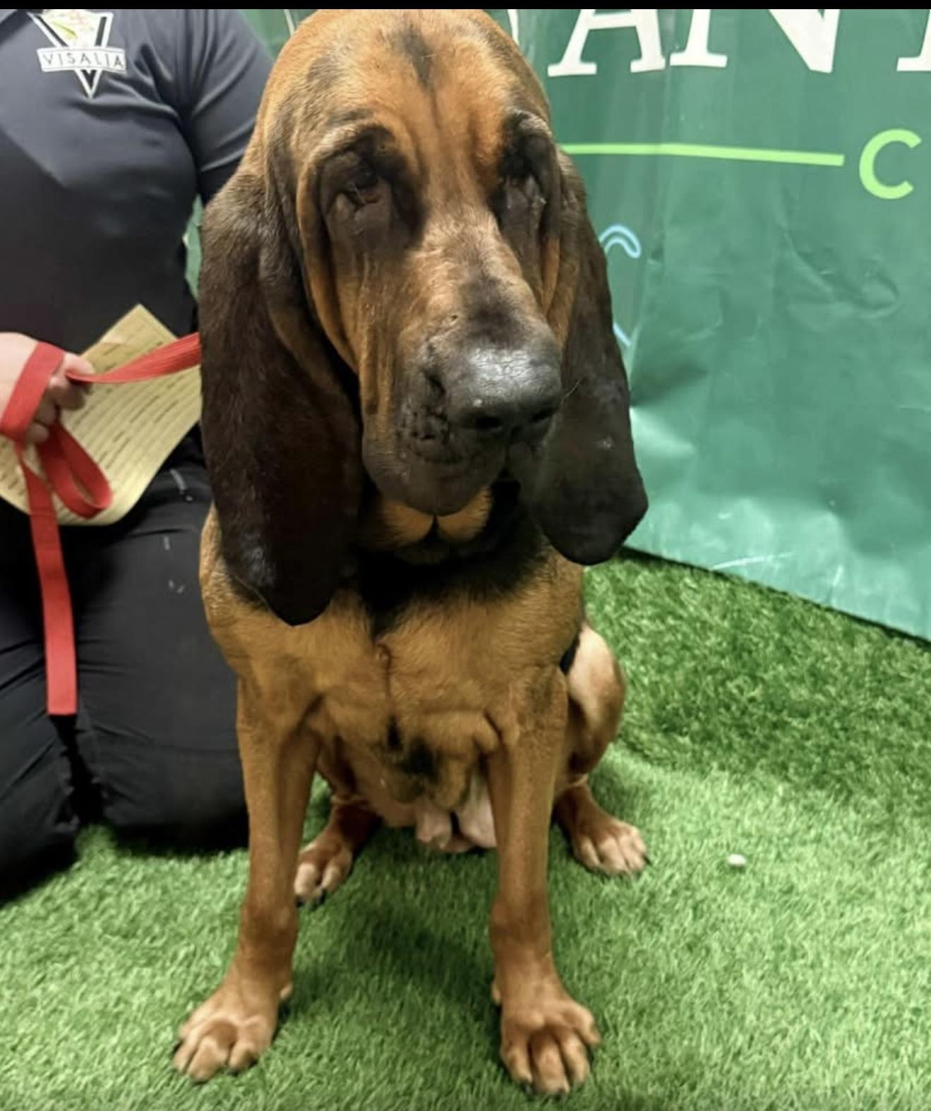 Mabel, adoptable, Adult Female Bloodhound.