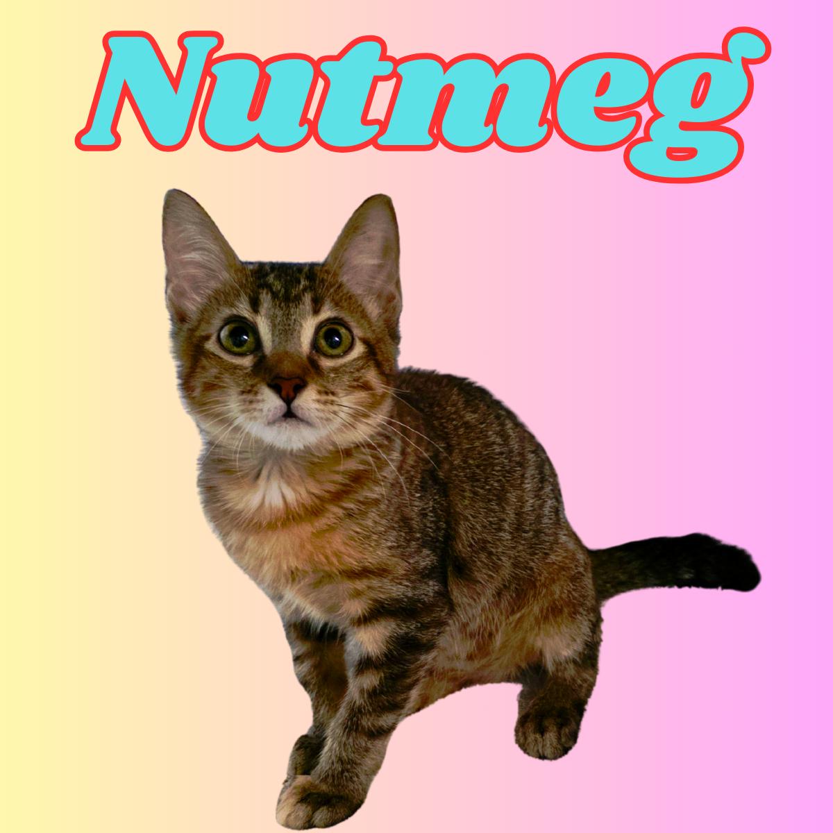 Enlarge Nutmeg, a ADOPTABLE Domestic Short Hair in South Padre Island, TX image 1/1