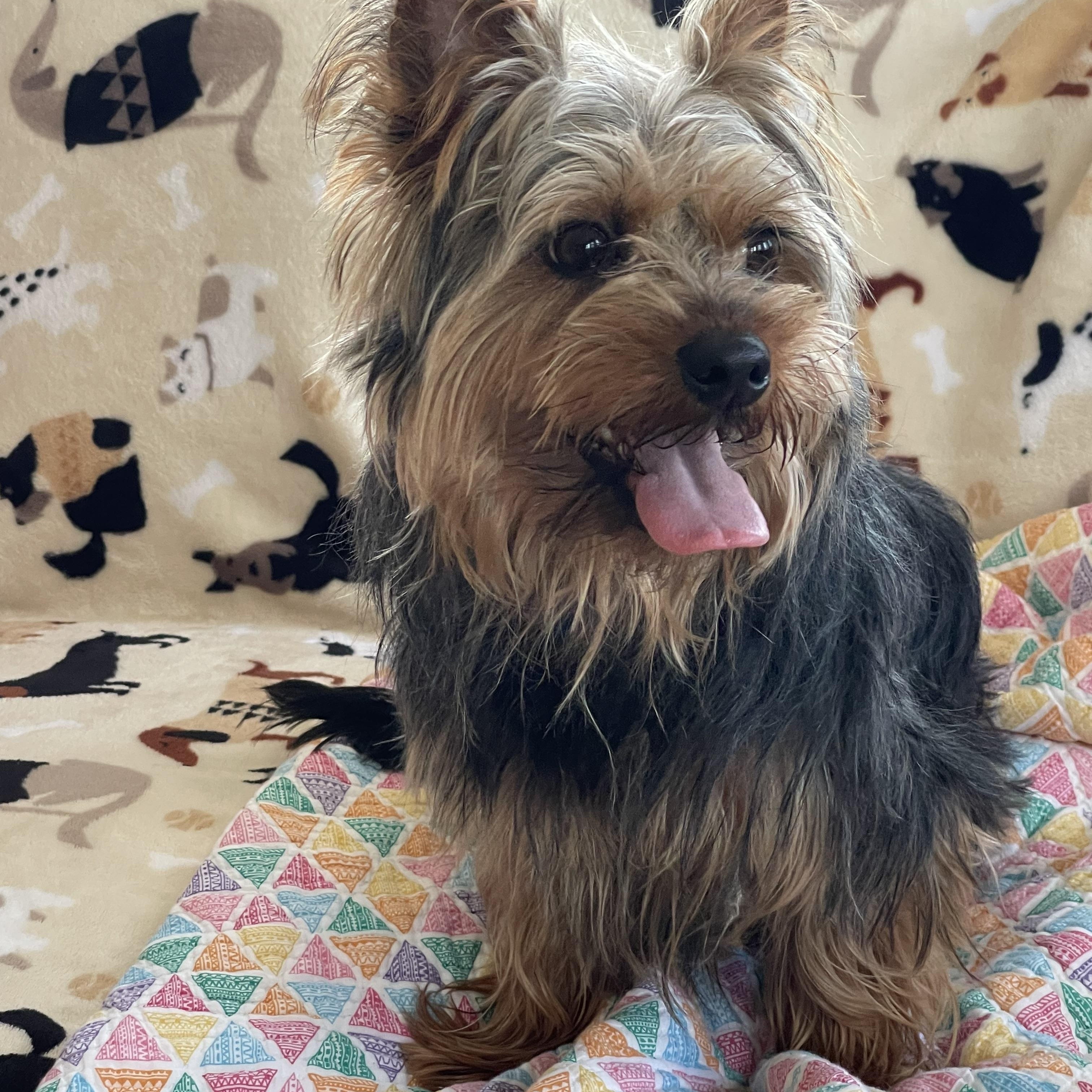 Dallas, Adopted, Adult Male Yorkshire Terrier.