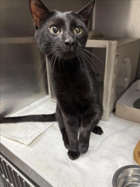 Enlarge ALADDIN, a Adoptable Domestic Short Hair in Salisbury, NC image 1/1