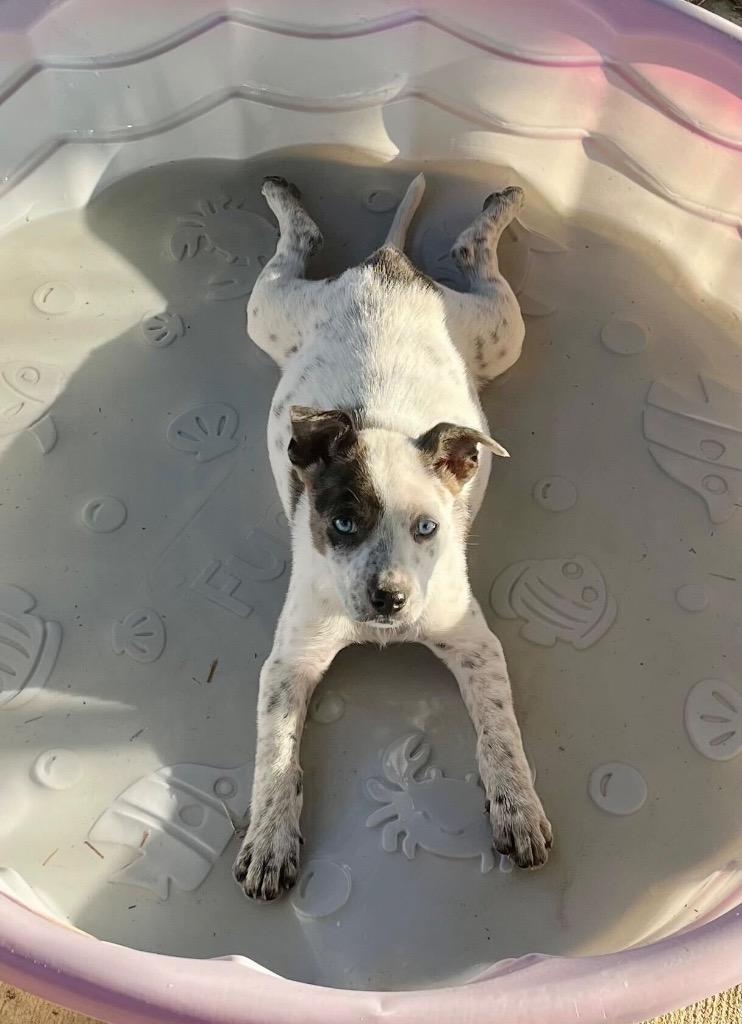 Loretta, Adoptable, Puppy Female Australian Shepherd & Cattle Dog.