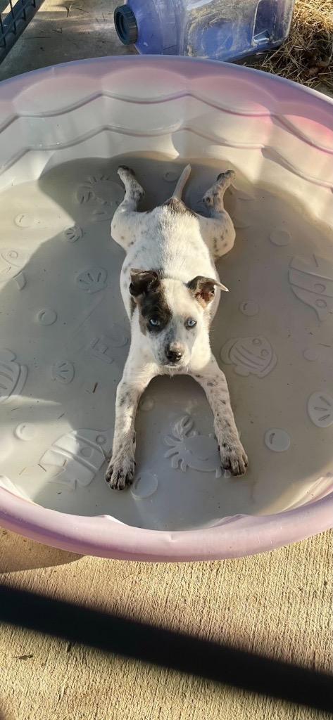 Loretta, a Adoptable mixed breed in Gilmer, TX image 2/5
