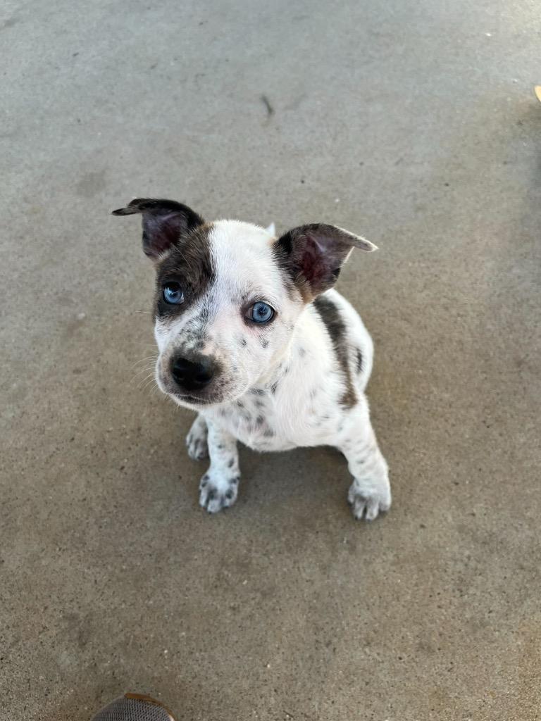 Loretta, a Adoptable mixed breed in Gilmer, TX image 3/5