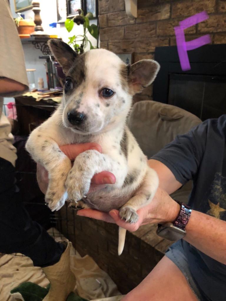 Loretta, a Adoptable mixed breed in Gilmer, TX image 4/5