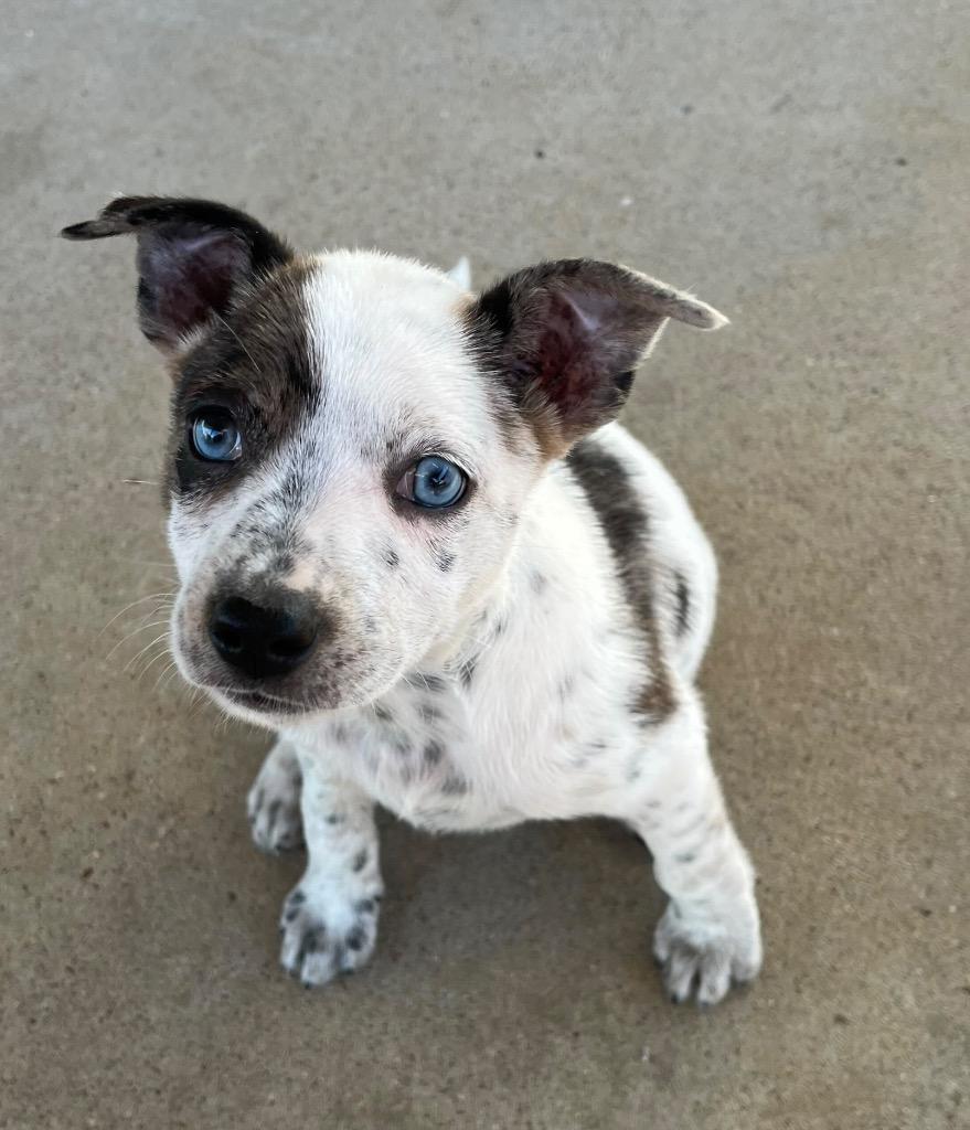Loretta, a Adoptable mixed breed in Gilmer, TX image 5/5