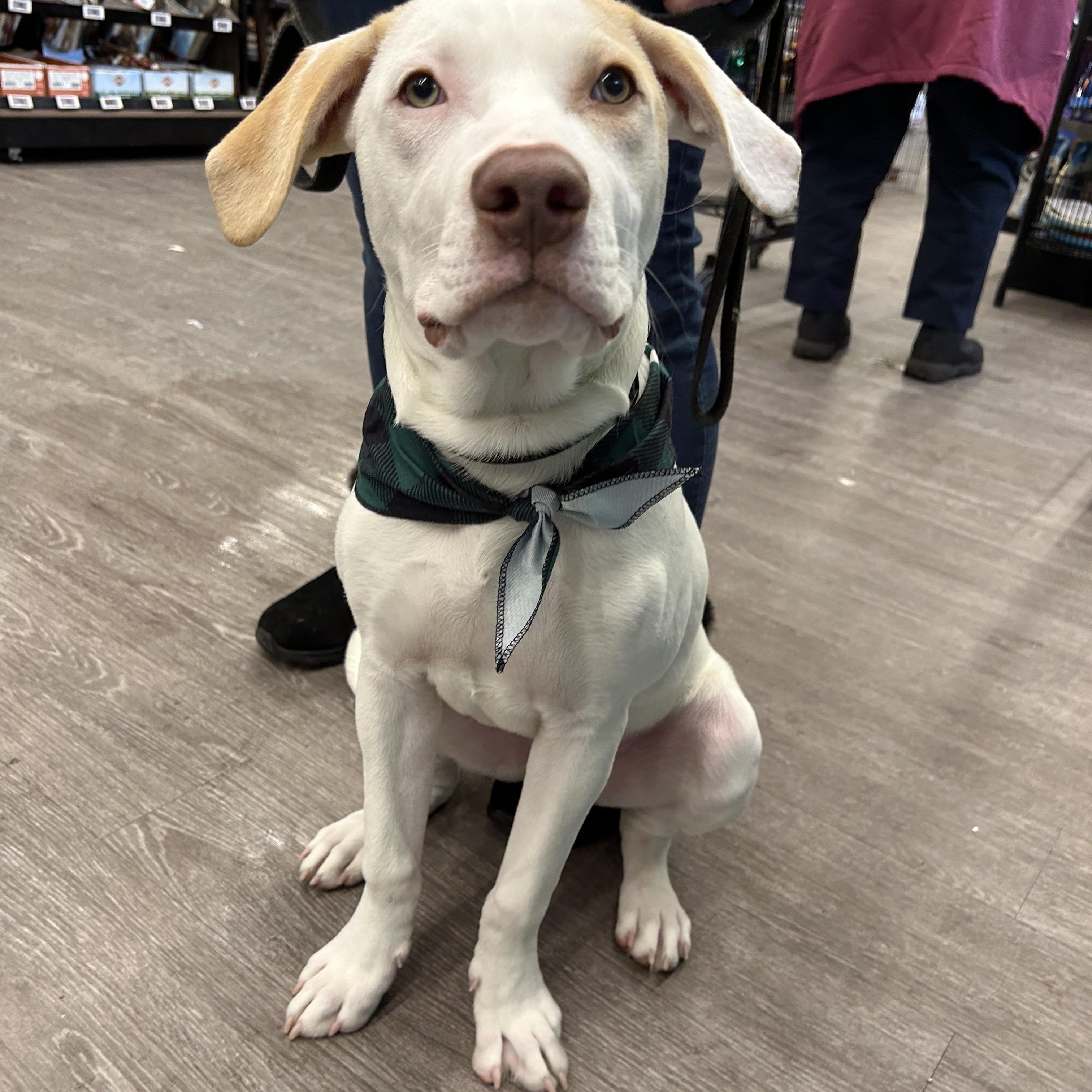 Enlarge Kraken, a Adoptable Mixed Breed in Rochester , NY image 3/4