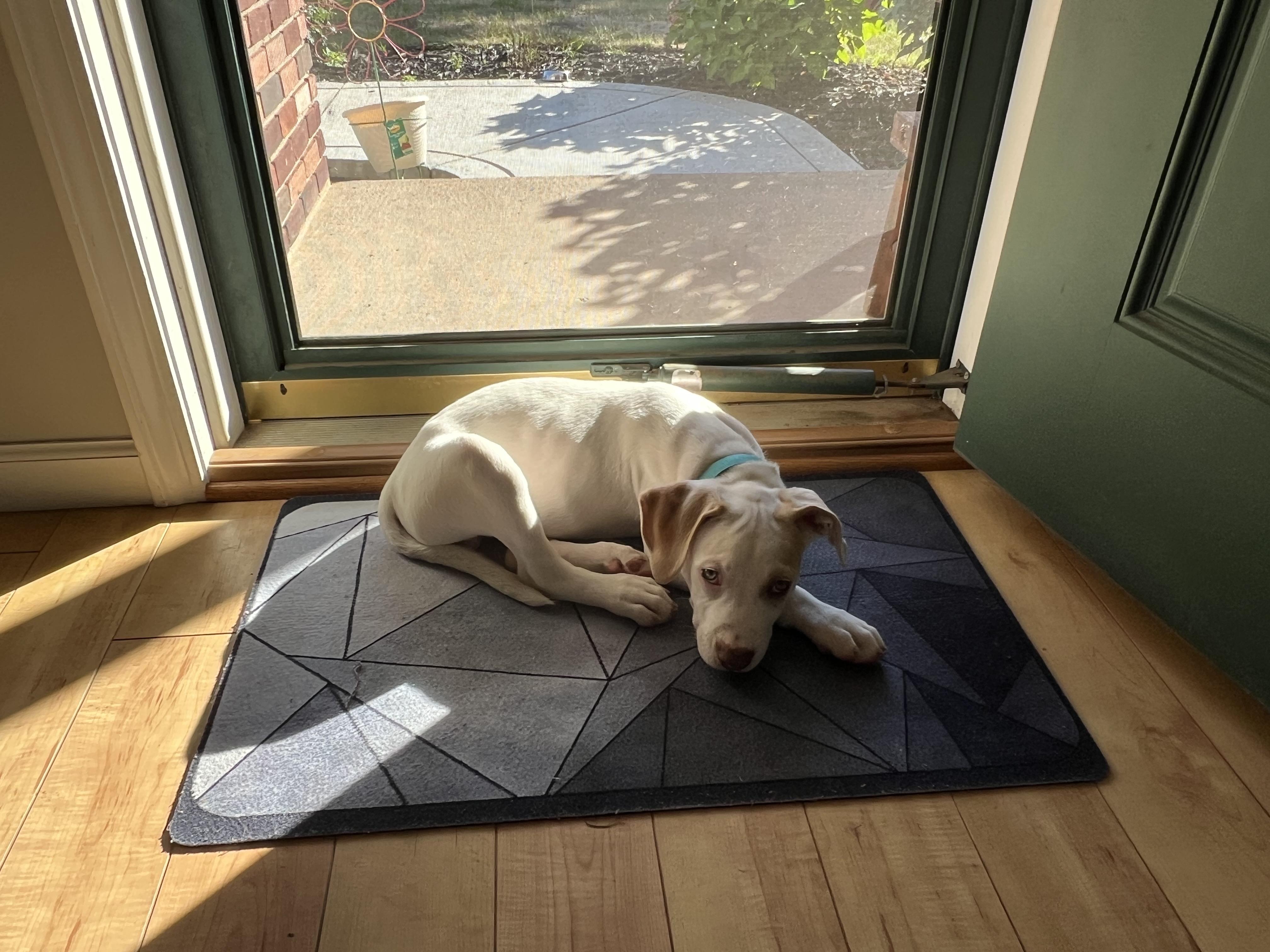 Kraken, a Adoptable Mixed Breed in Rochester , NY image 5/6