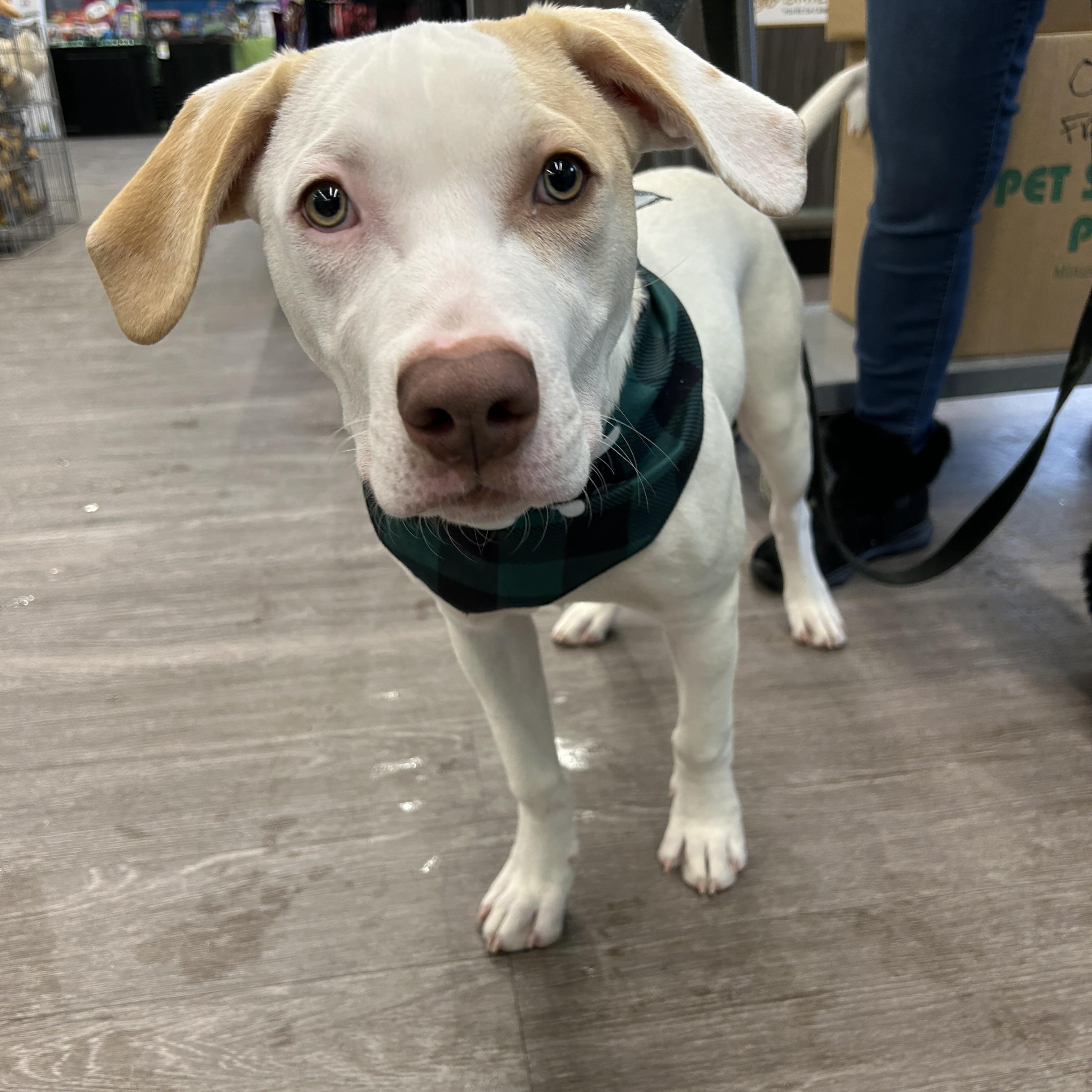 Enlarge Kraken, a Adoptable Mixed Breed in Rochester , NY image 4/4