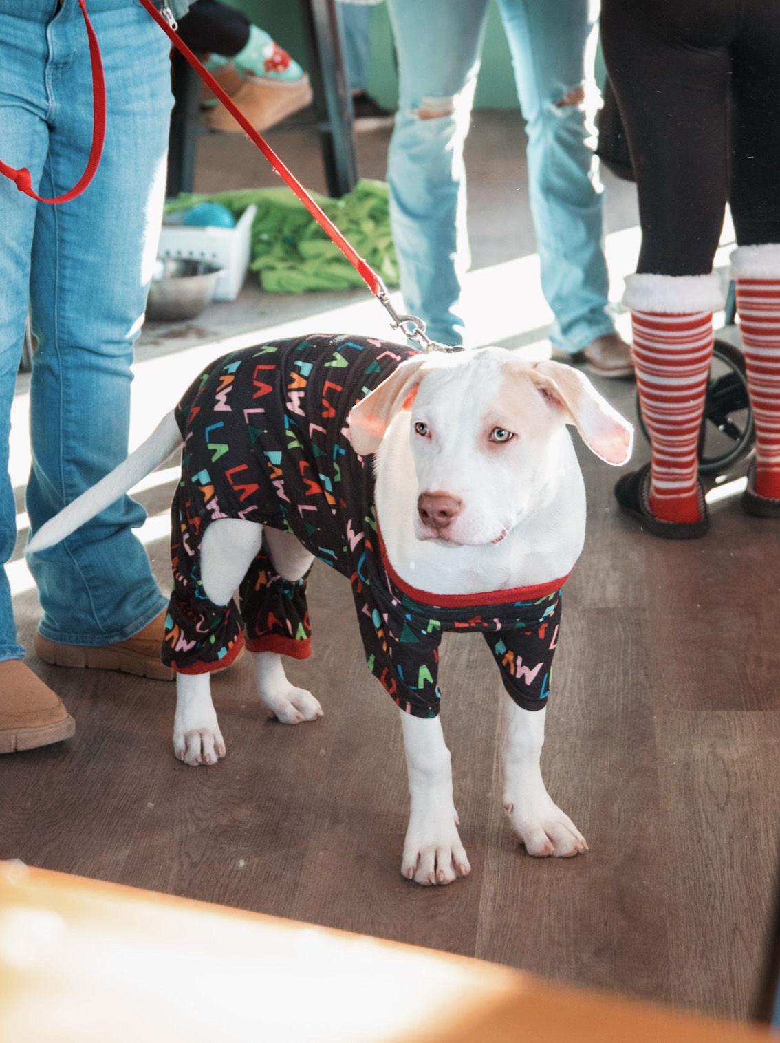 Enlarge Kraken, a Adoptable Mixed Breed in Rochester , NY image 2/4