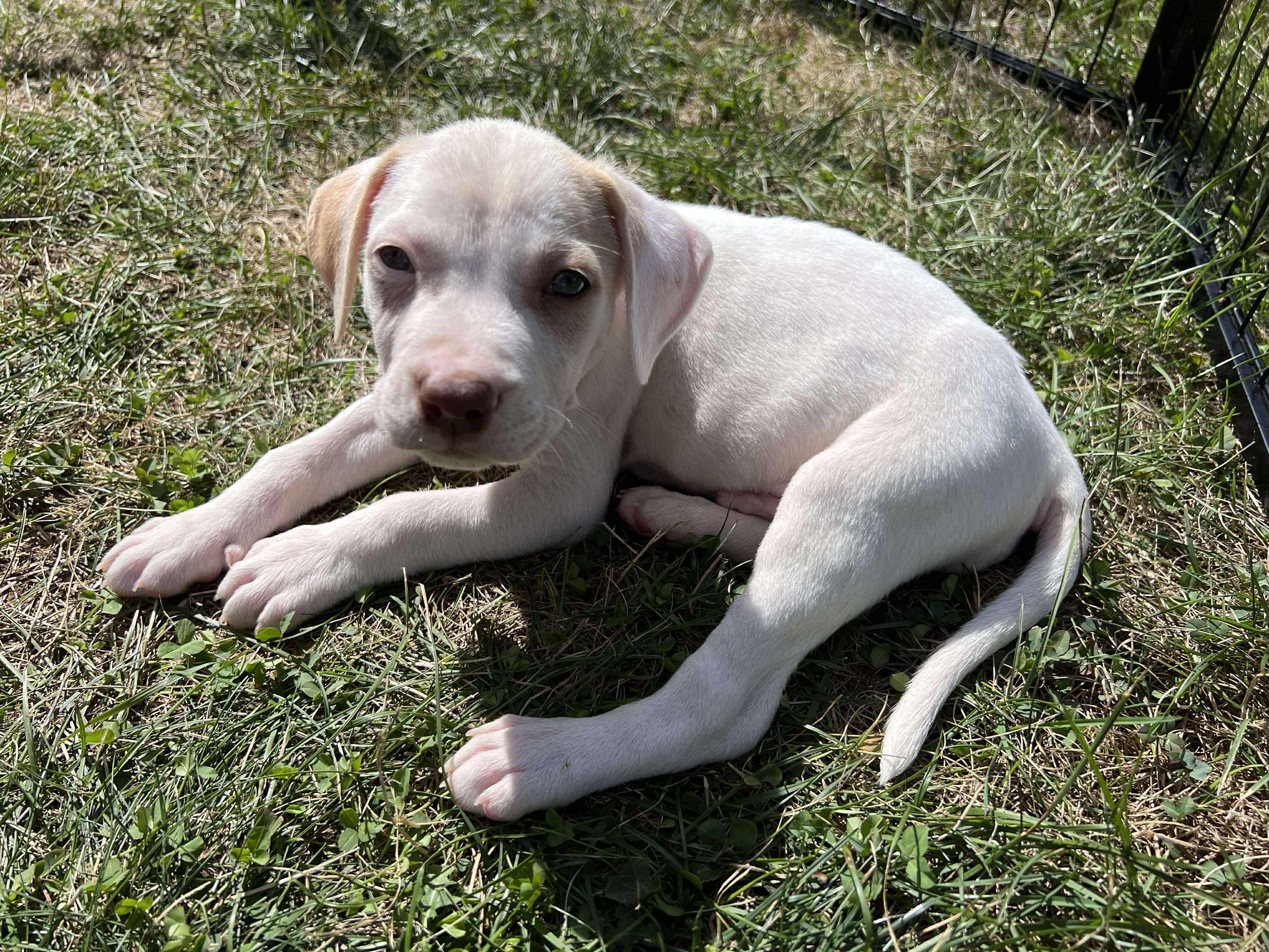 Kraken, a Adoptable Mixed Breed in Rochester , NY image 4/6