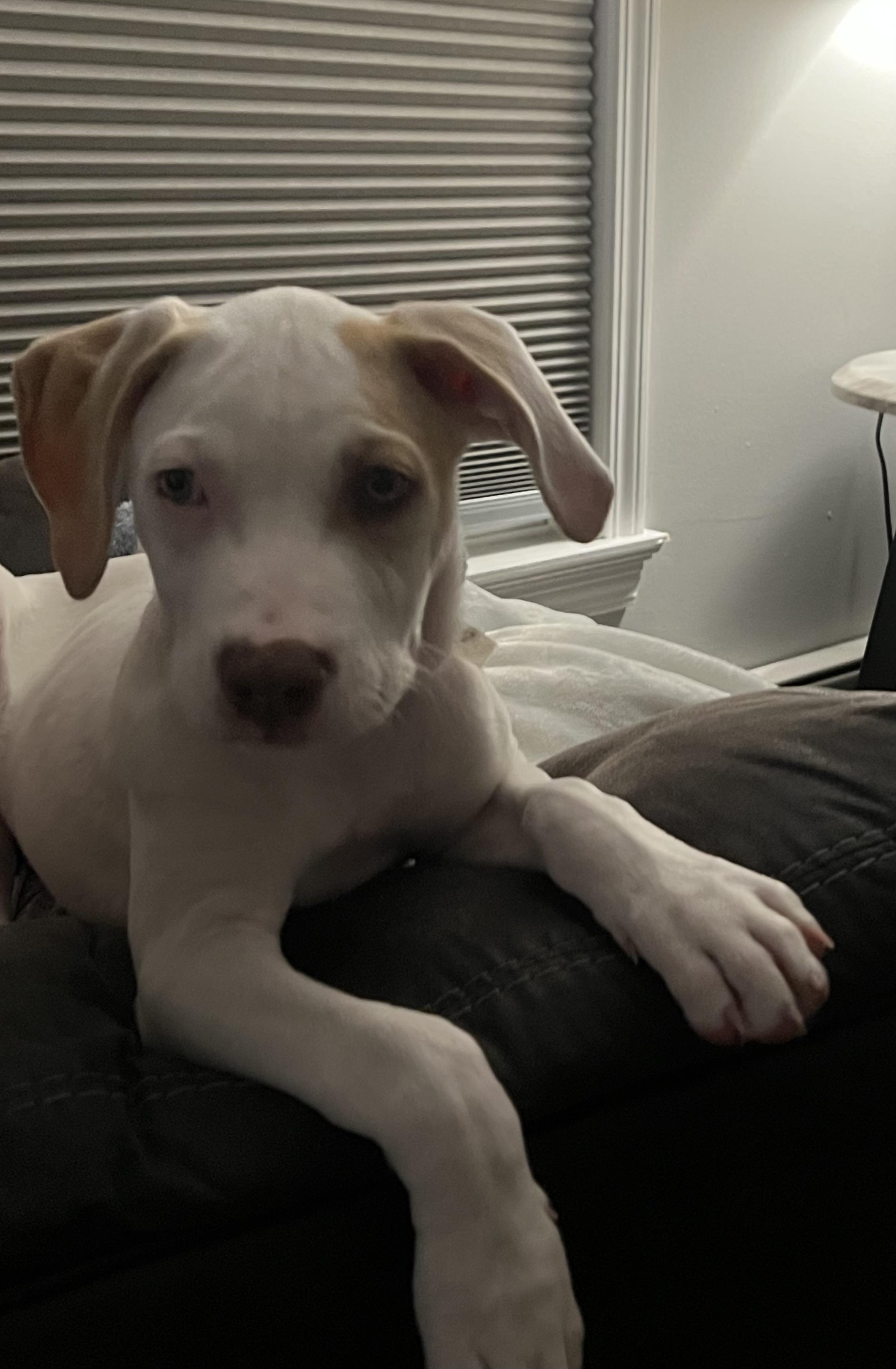 Kraken, a Adoptable Mixed Breed in Rochester , NY image 2/6