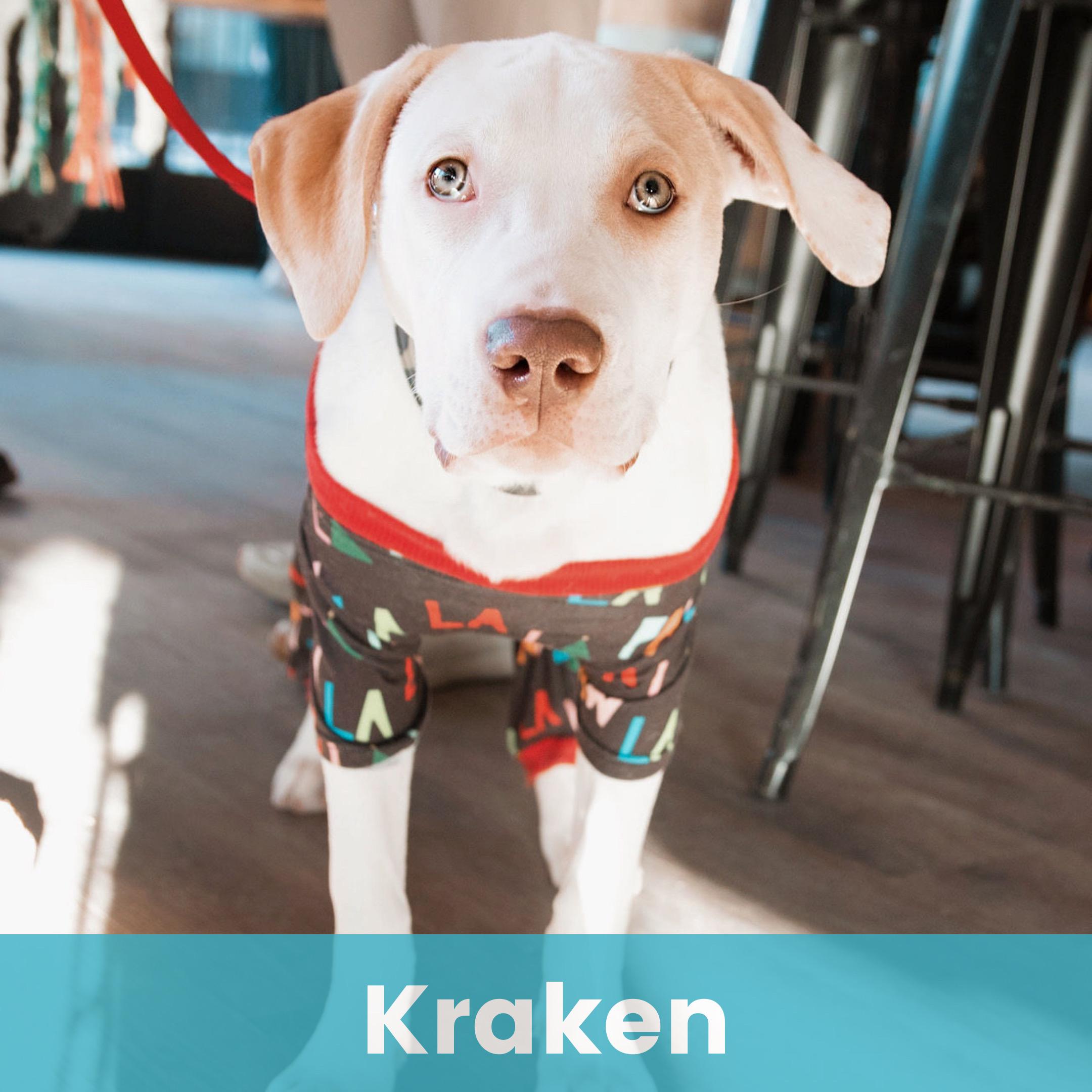 Kraken, Adoptable, Young Male Mixed Breed.
