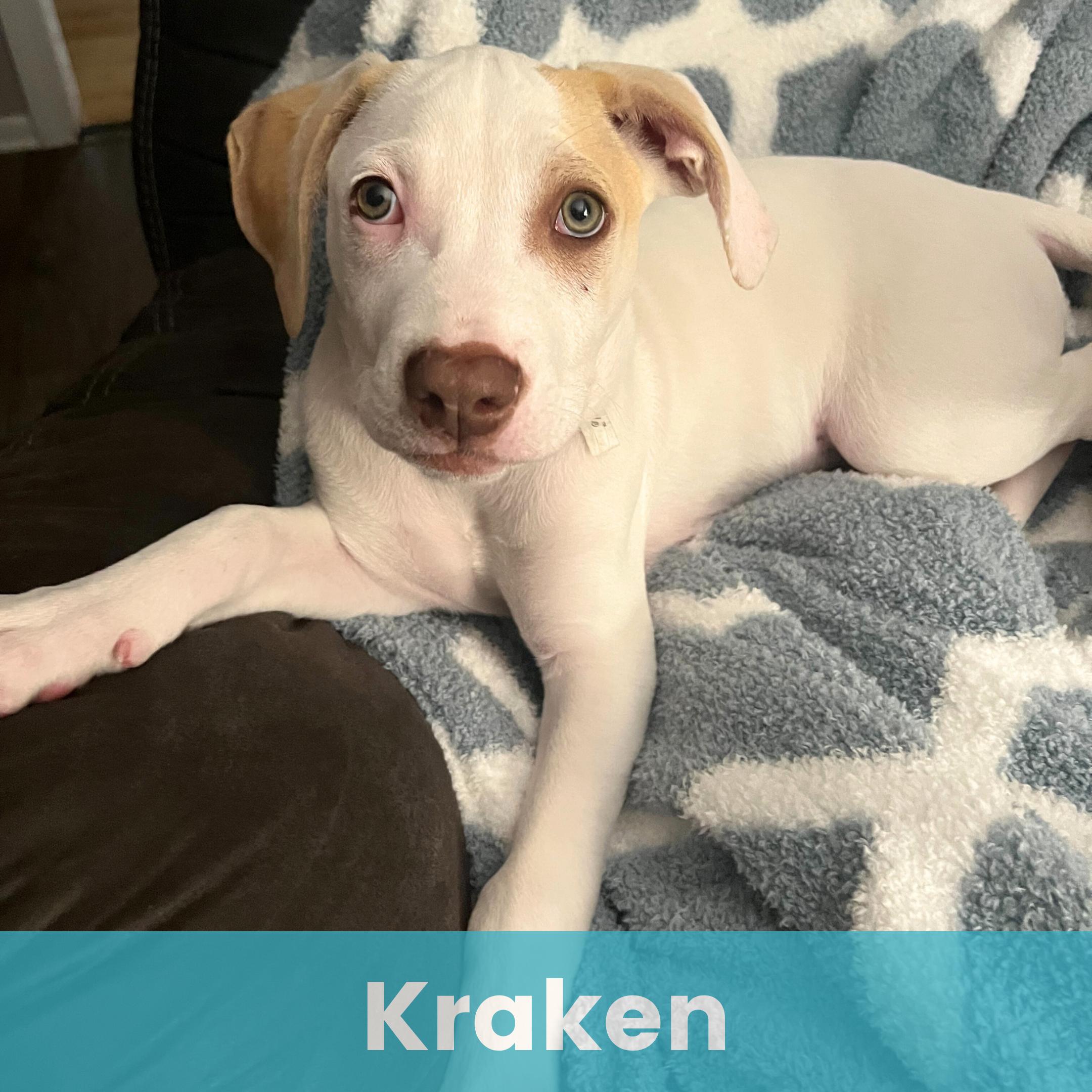 Kraken, a Adoptable Mixed Breed in Rochester , NY image 1/6