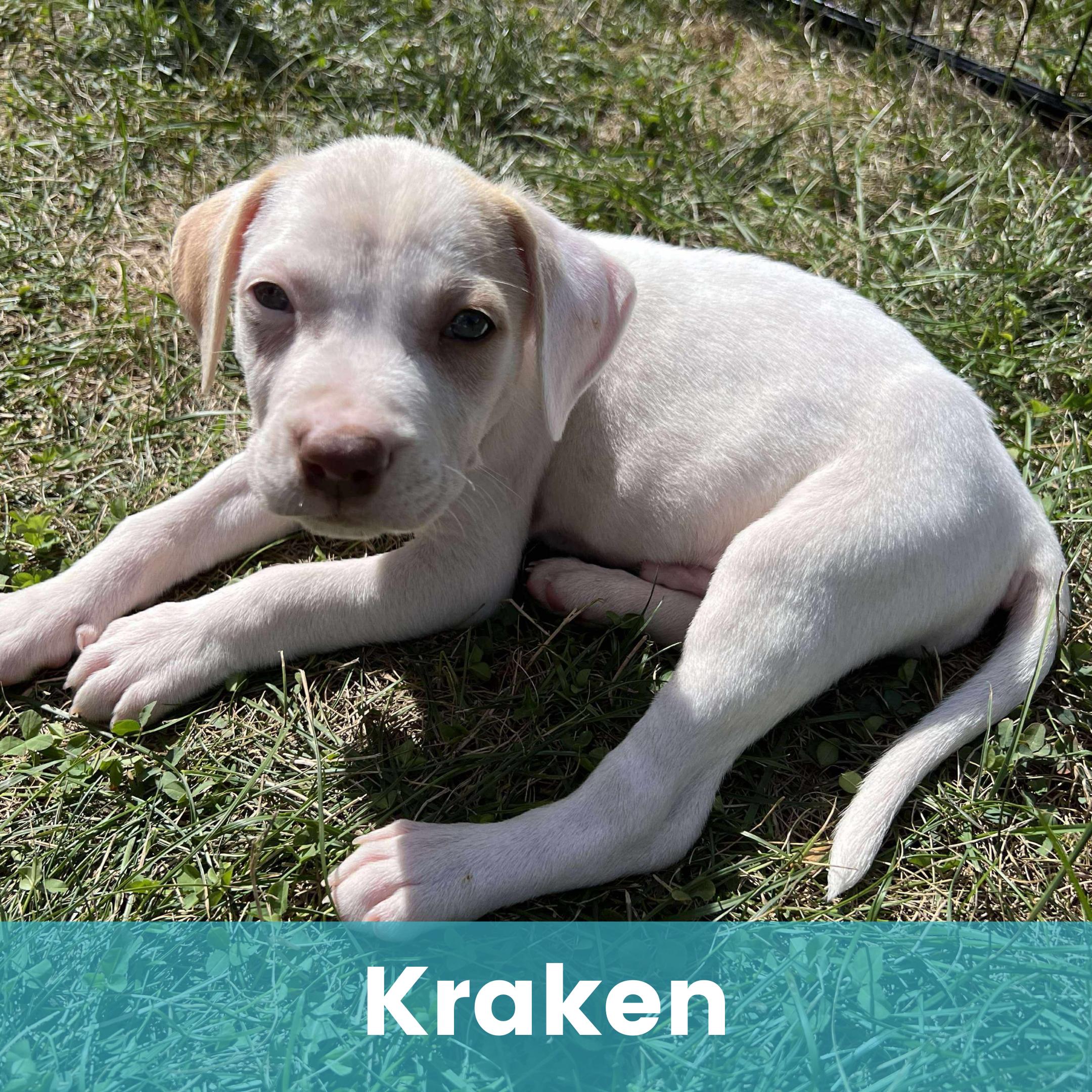 Kraken