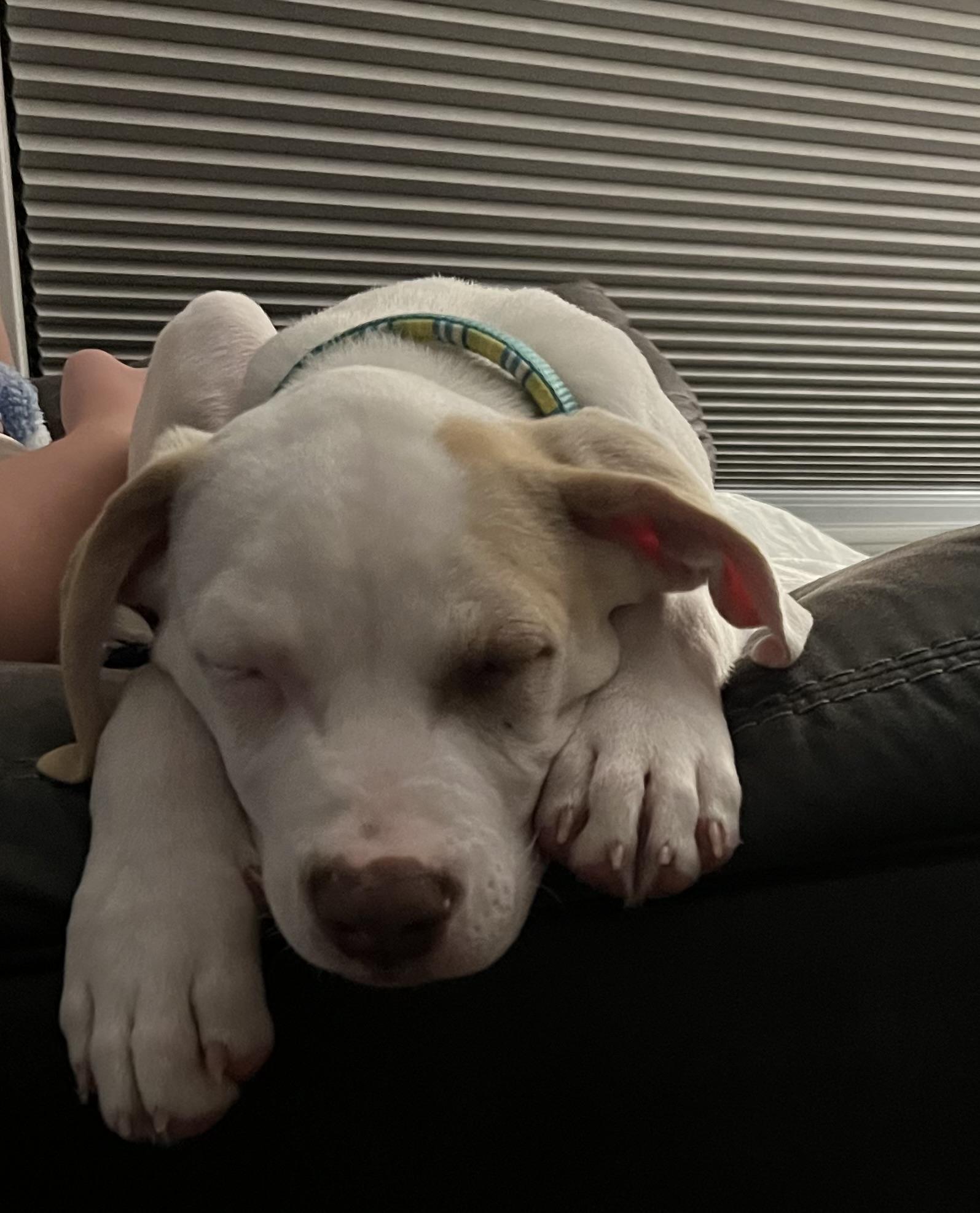 Kraken, a Adoptable Mixed Breed in Rochester , NY image 3/6