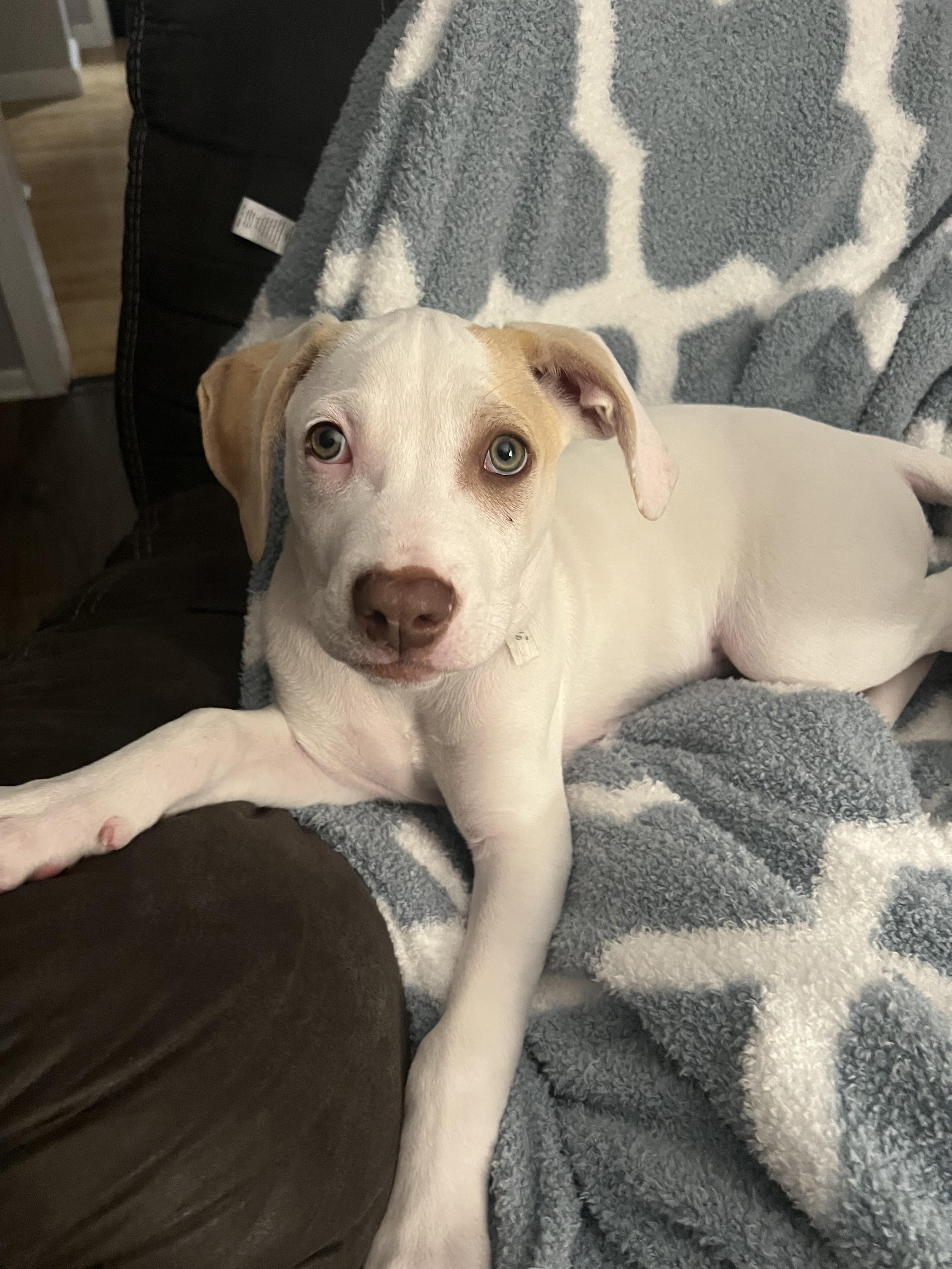 Kraken, a Adoptable Mixed Breed in Rochester , NY image 6/6