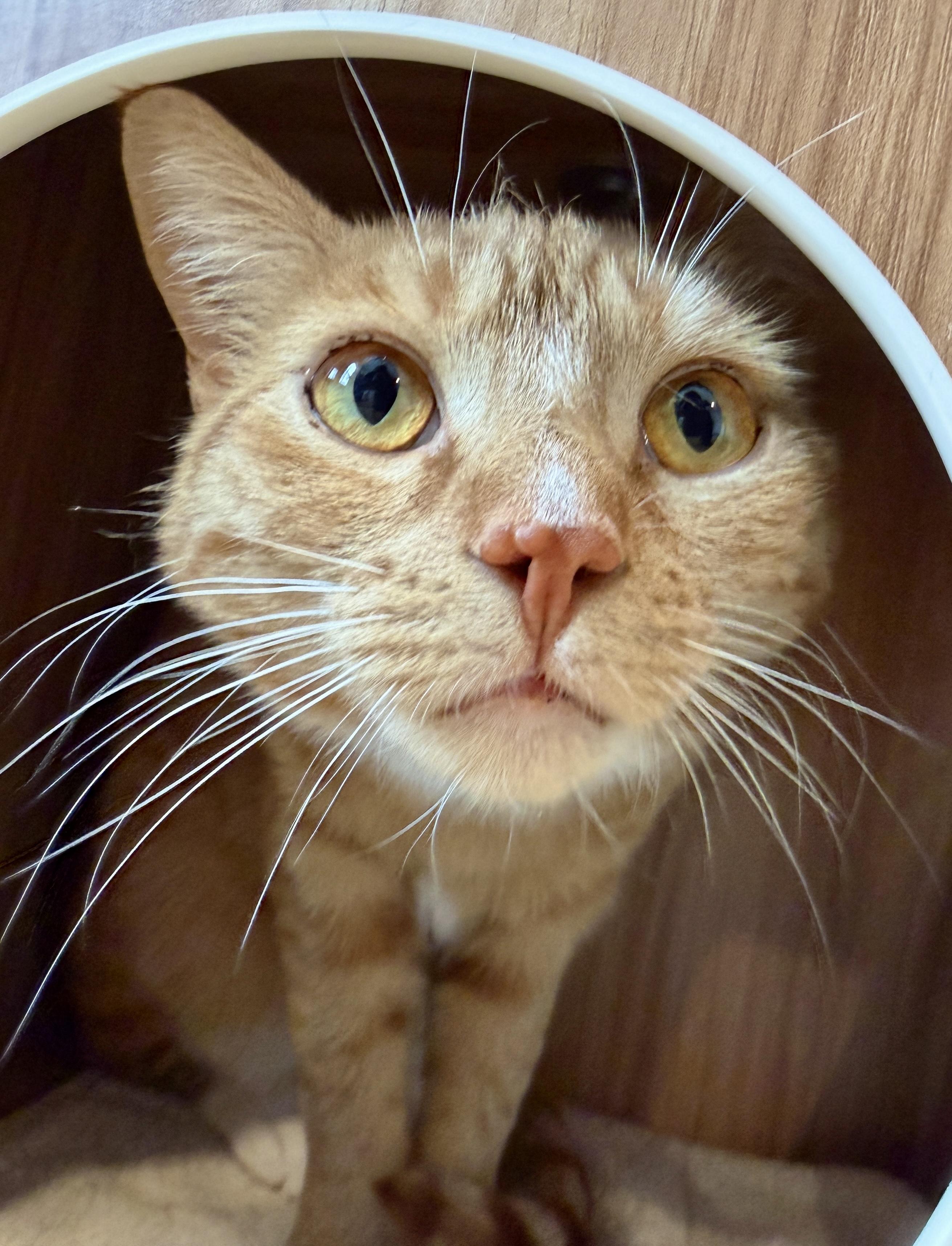 Oriole, ADOPTABLE, Adult Male American Shorthair.