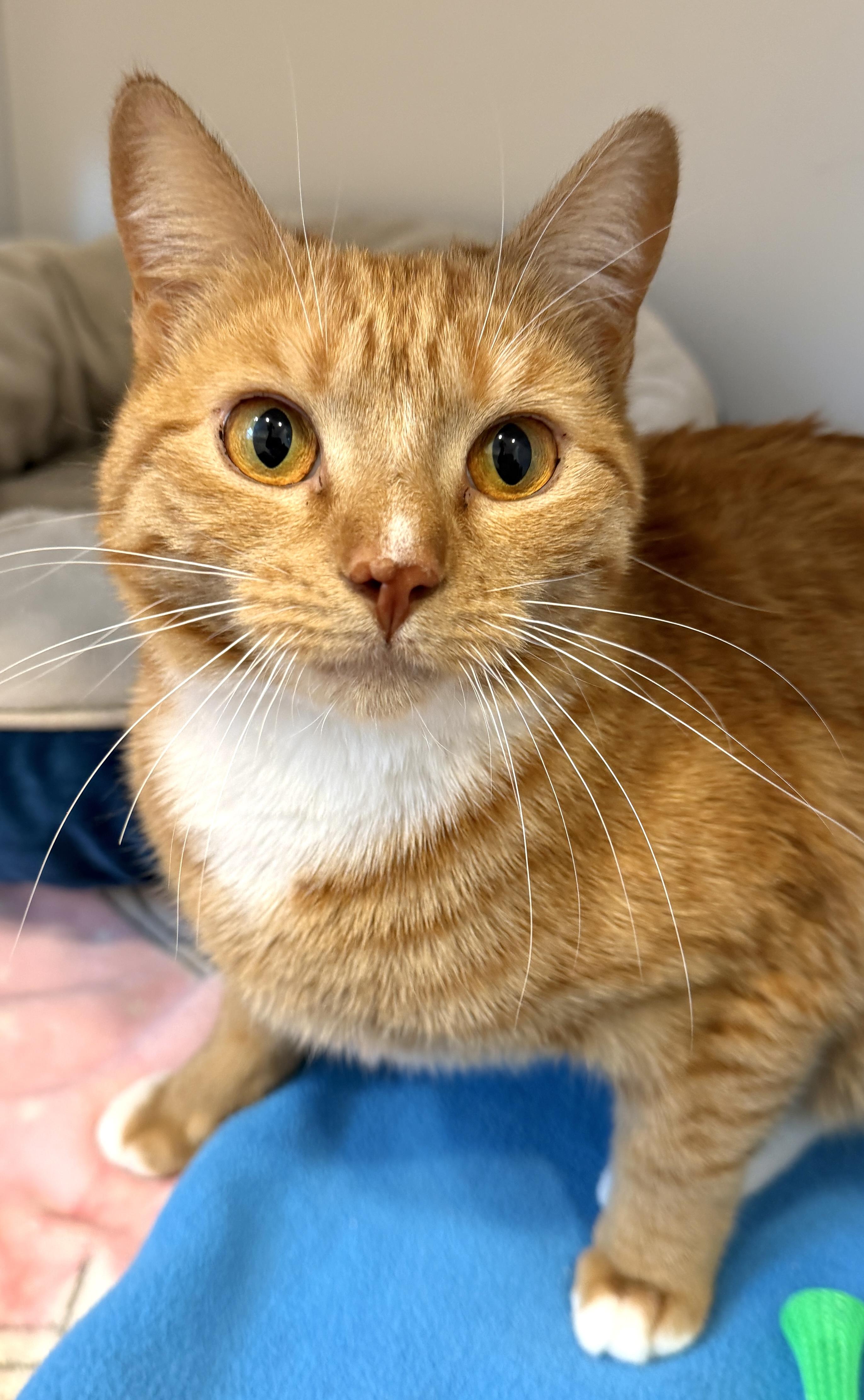Enlarge Oriole, a ADOPTABLE American Shorthair in Hull, MA image 2/6