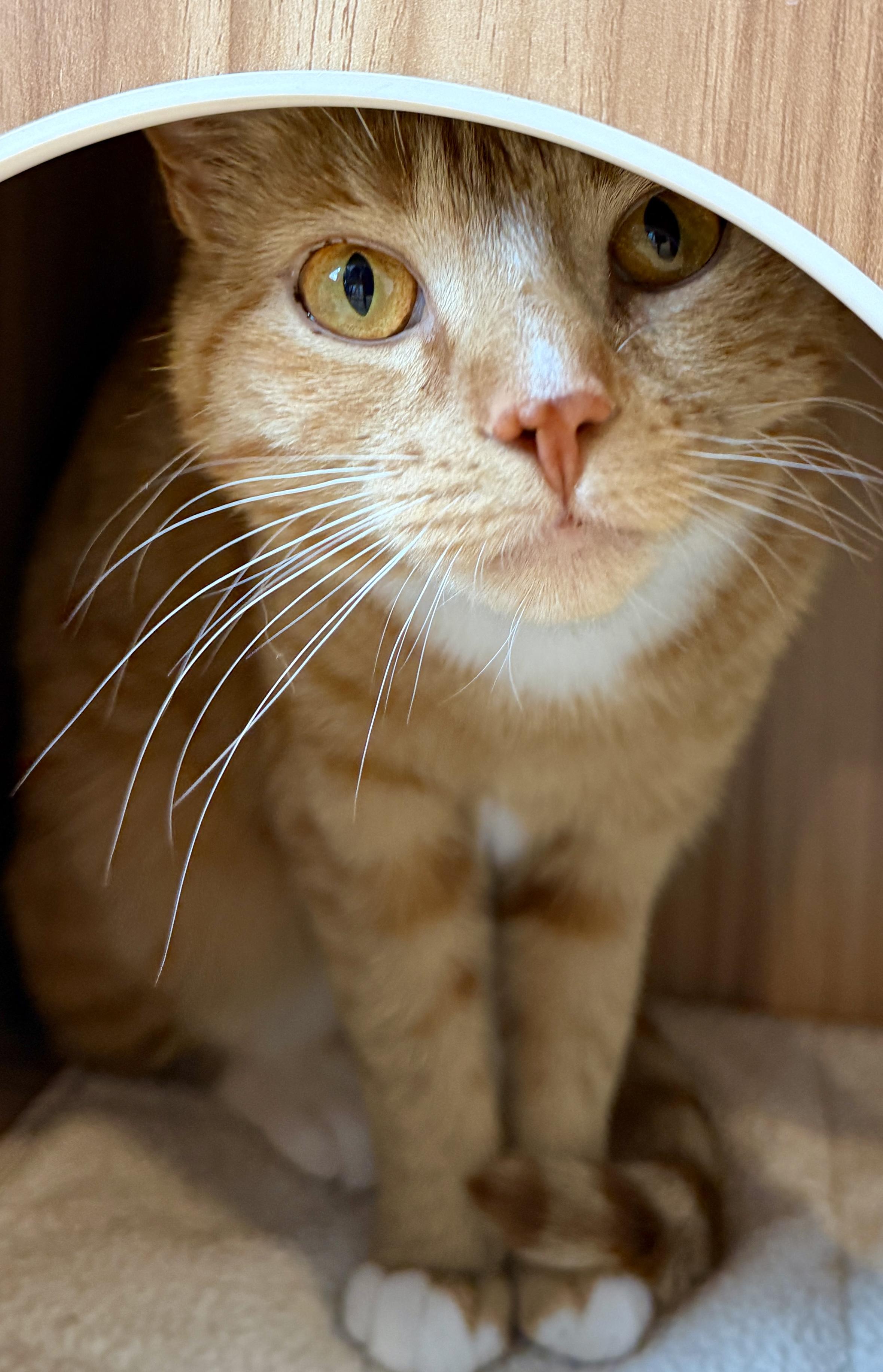 Enlarge Oriole, a ADOPTABLE American Shorthair in Hull, MA image 3/6