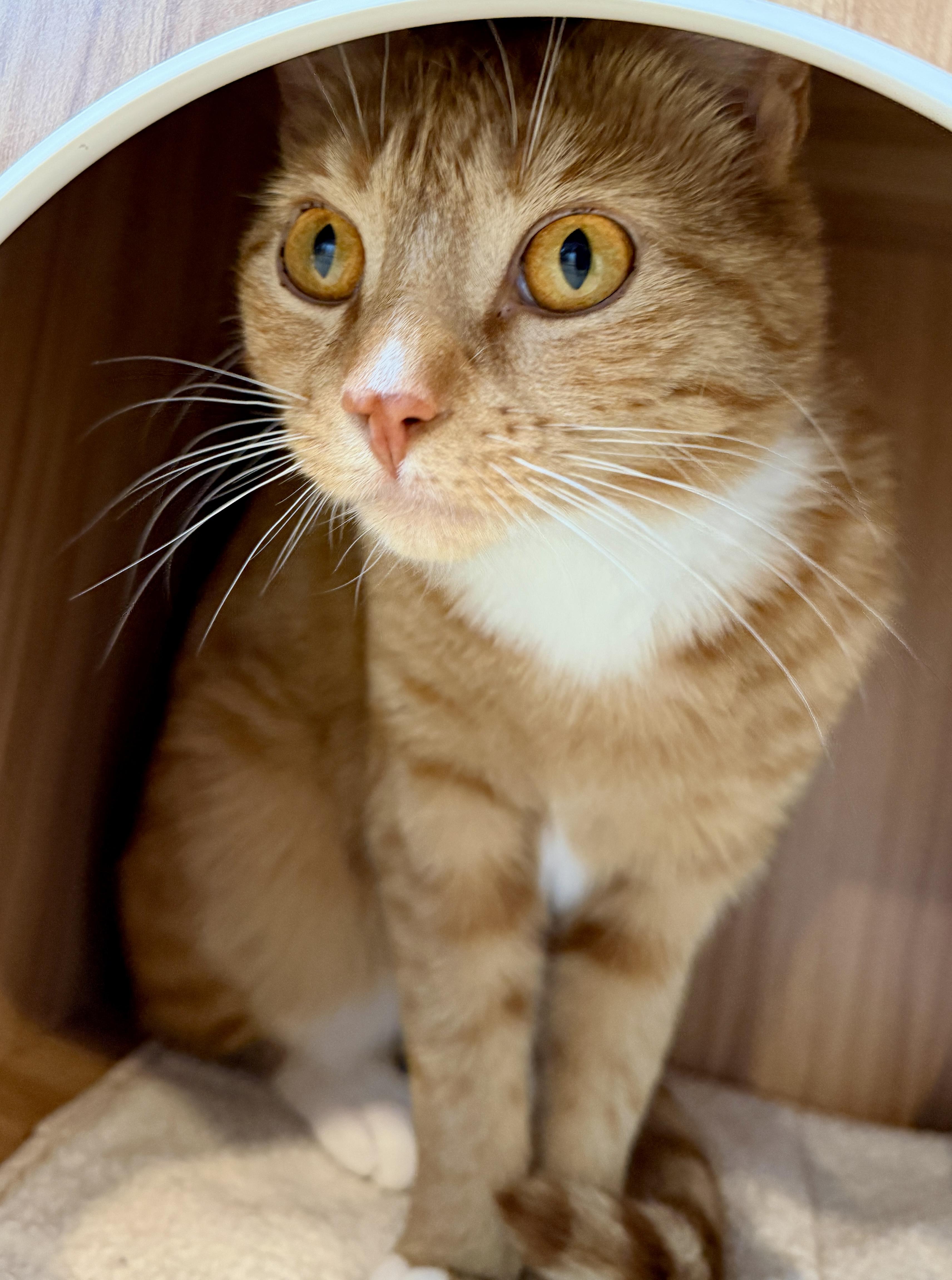 Enlarge Oriole, a ADOPTABLE American Shorthair in Hull, MA image 5/6