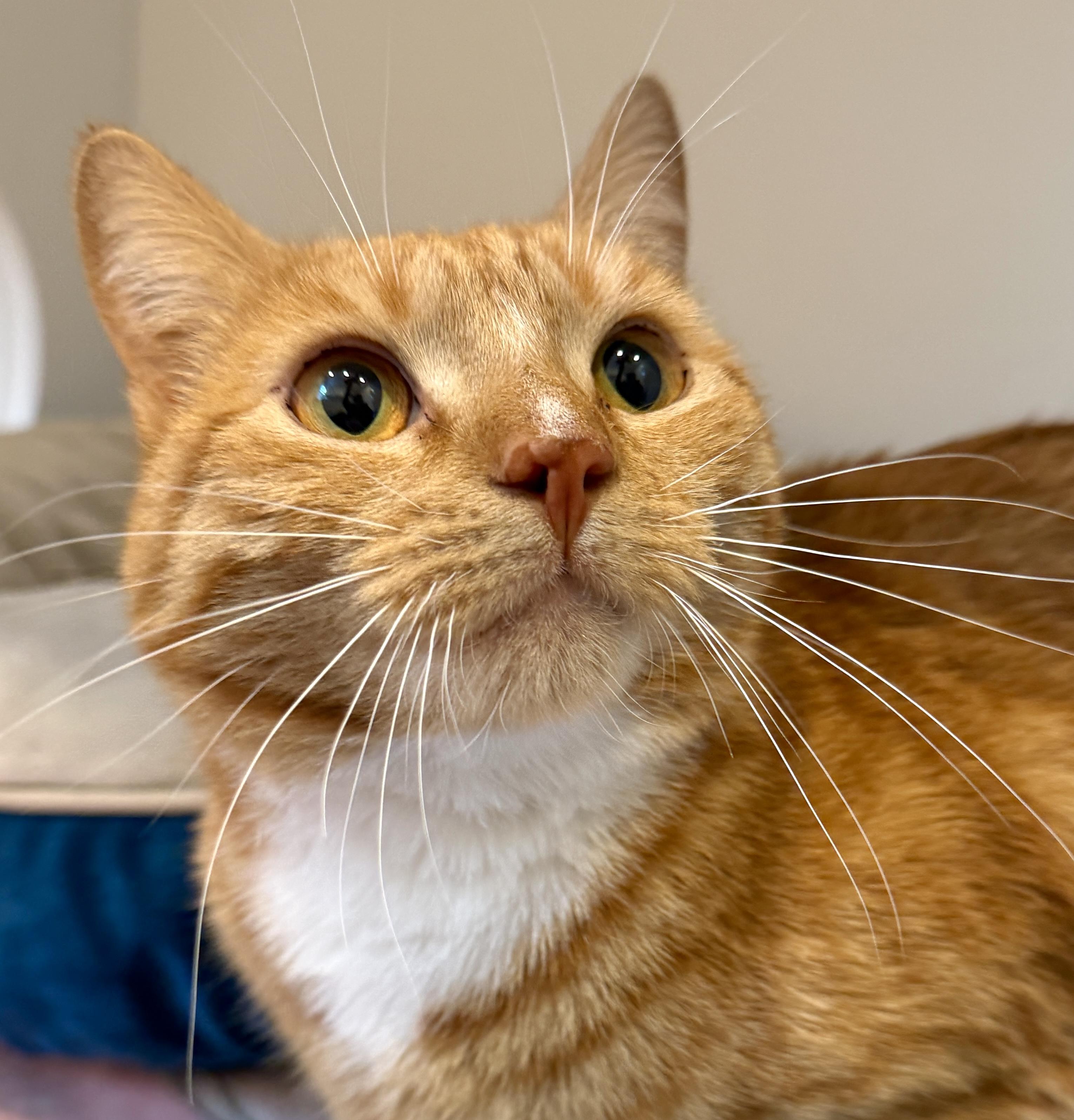 Enlarge Oriole, a ADOPTABLE American Shorthair in Hull, MA image 4/6