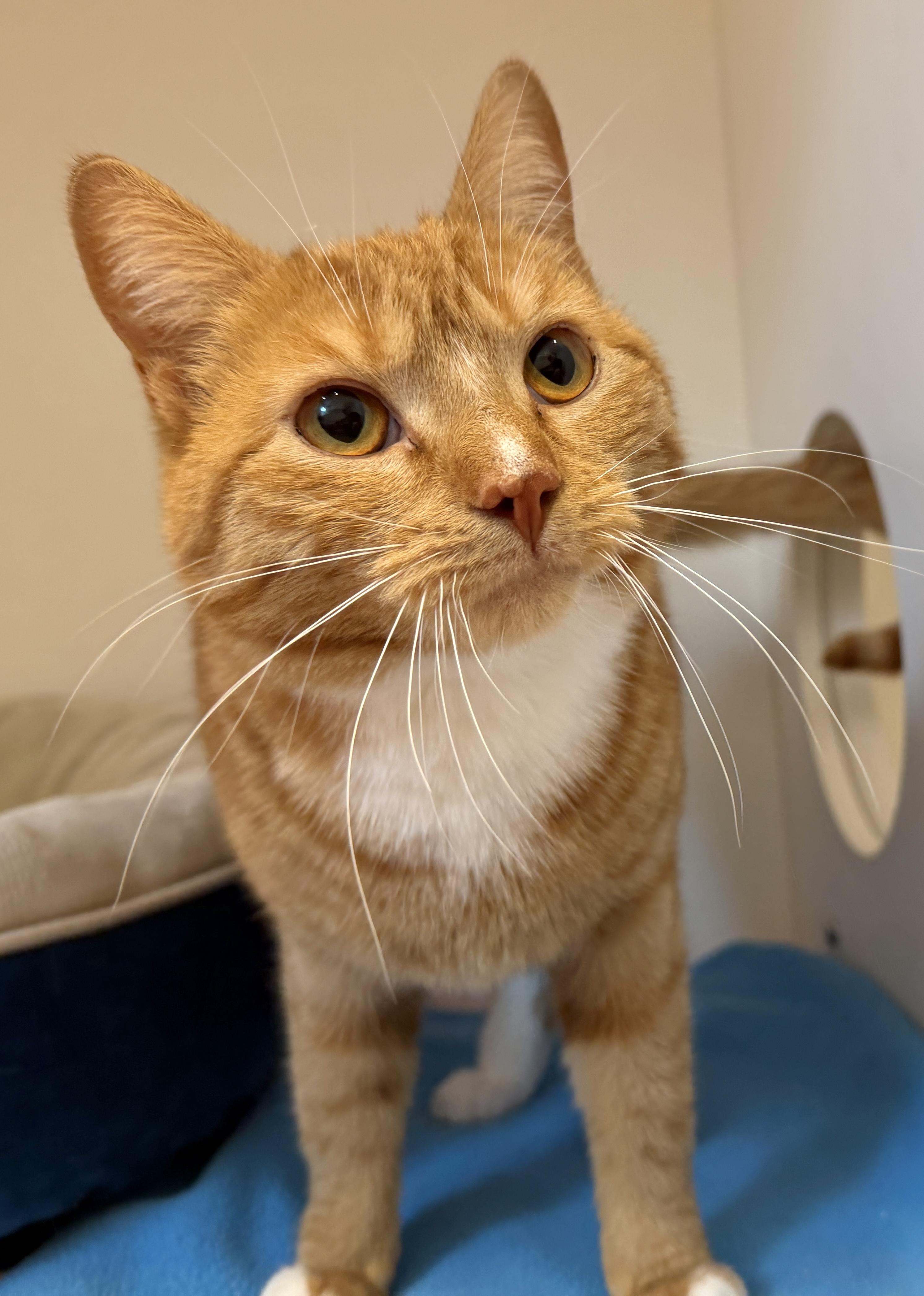 Enlarge Oriole, a ADOPTABLE American Shorthair in Hull, MA image 6/6
