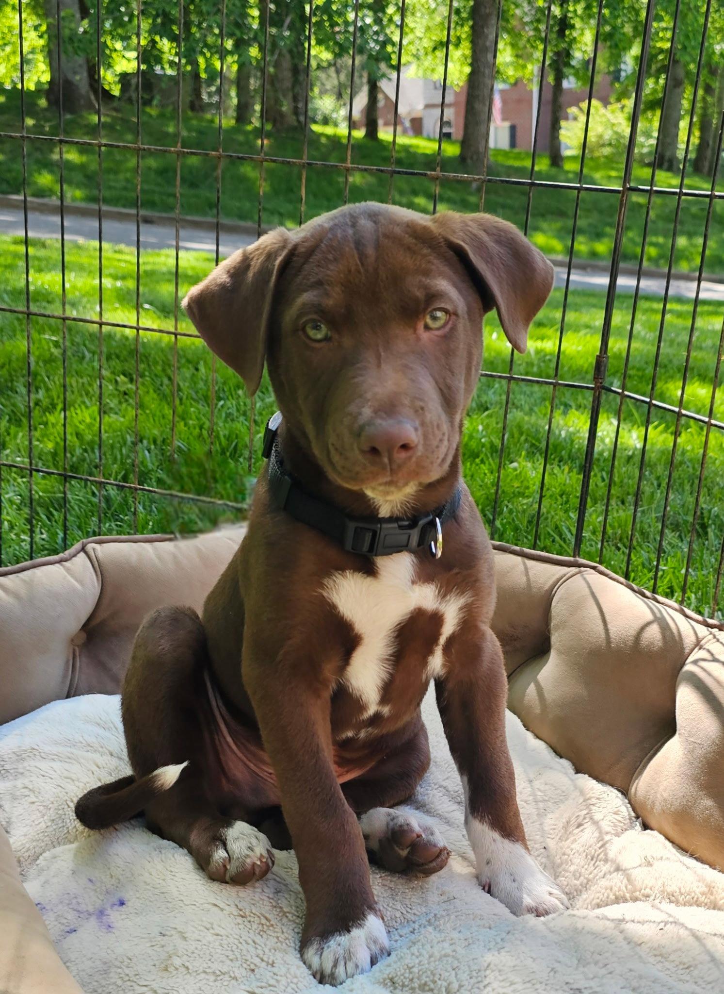Enlarge PUPPY ROCKY BALBOA, a Adopted Labrador Retriever in Franklin, TN image 1/3