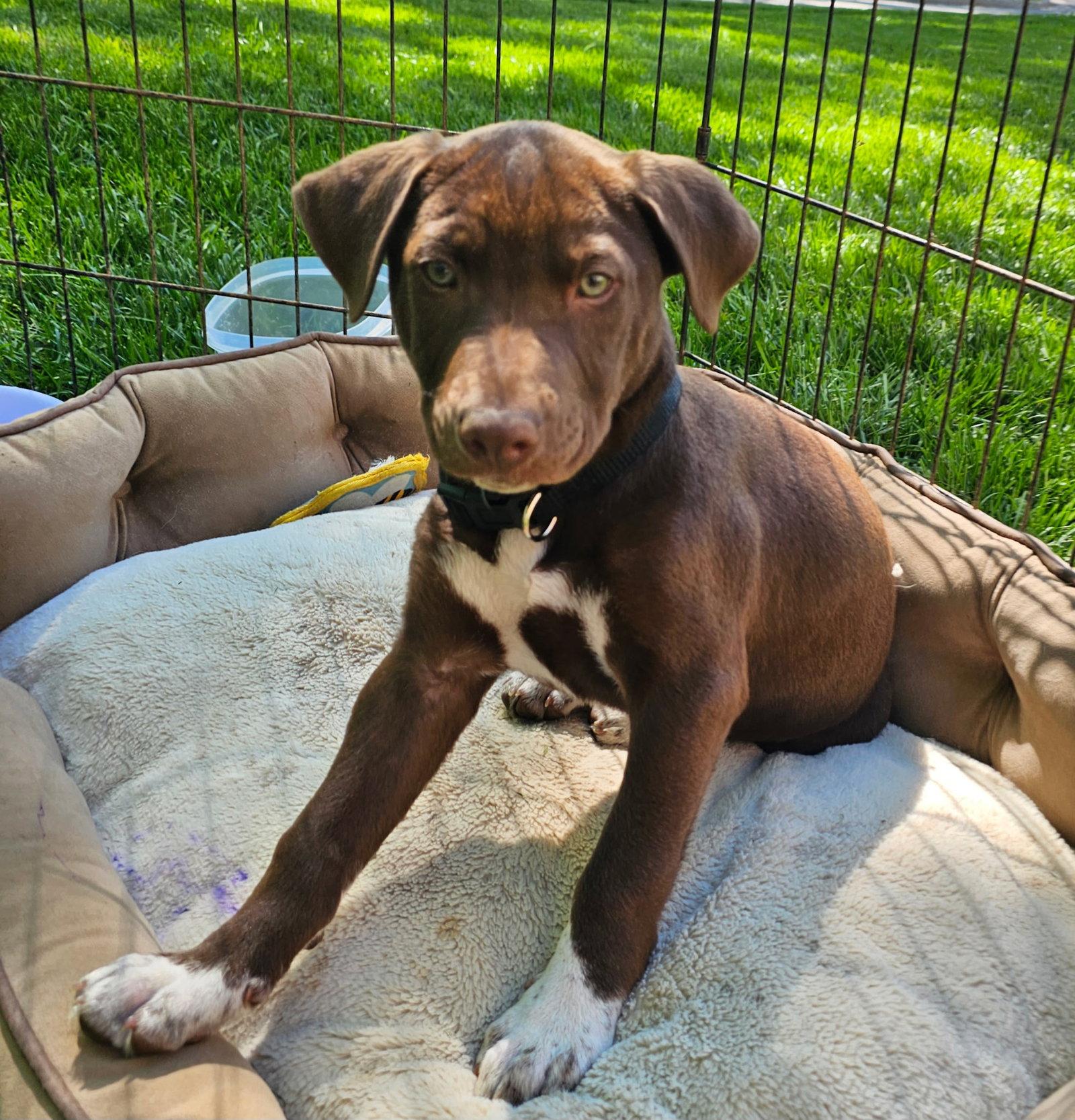 PUPPY ROCKY BALBOA, Adopted, Puppy Male Labrador Retriever.