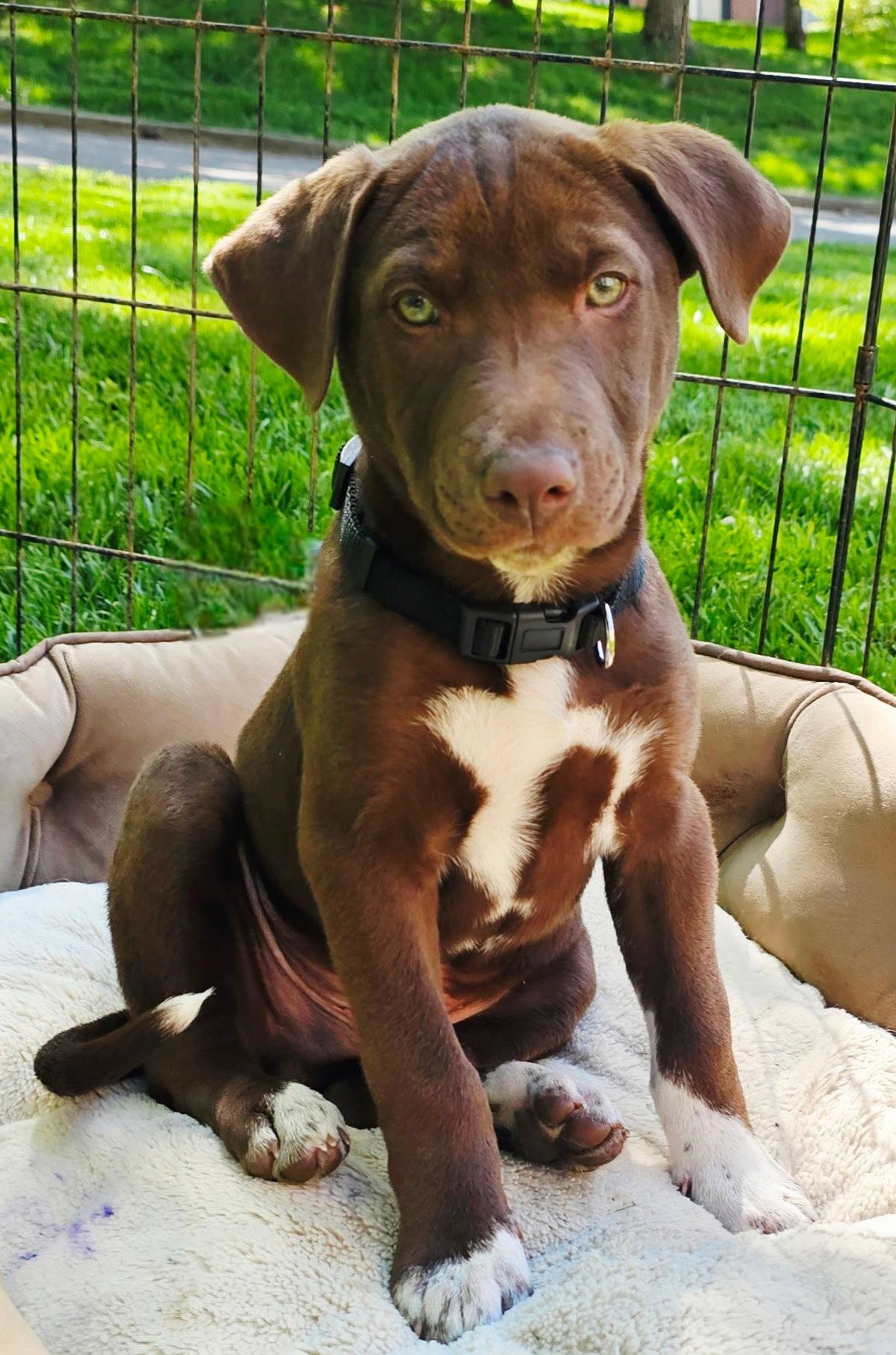 Enlarge PUPPY ROCKY BALBOA, a Adopted Labrador Retriever in Franklin, TN image 3/3