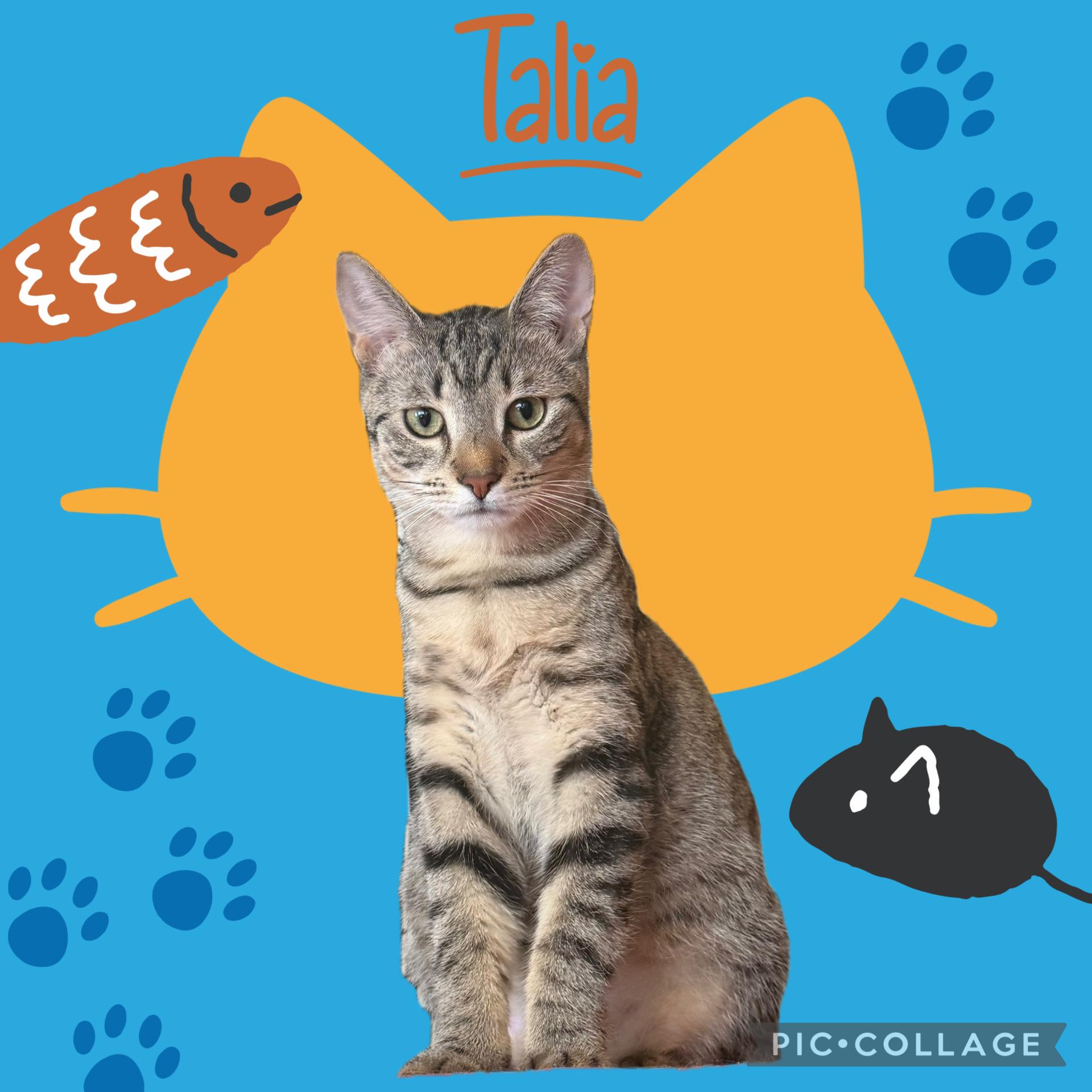 Enlarge Talia, a ADOPTABLE Domestic Short Hair in Williamsville, NY image 1/1