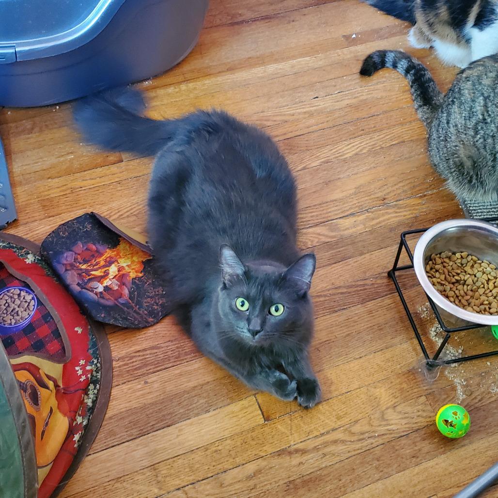 Alexa Bliss, Adoptable, Adult Female Domestic Long Hair.