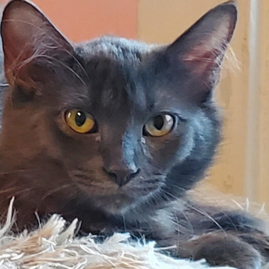 Enlarge Alexa Bliss, a Adoptable Domestic Long Hair in Inver Grove Heights, MN image 4/4