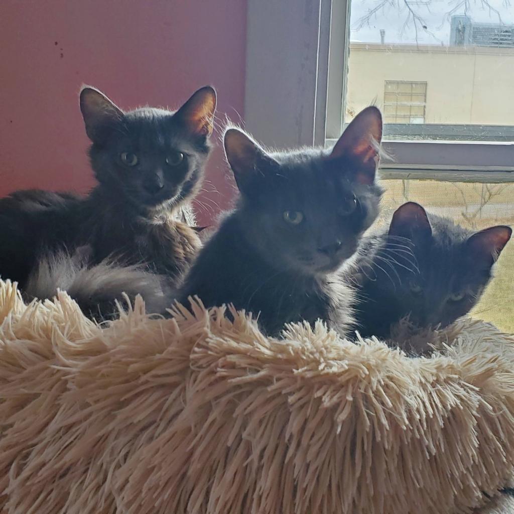 Alexa Bliss, a Adoptable Domestic Long Hair in Saint Paul, MN image 4/4