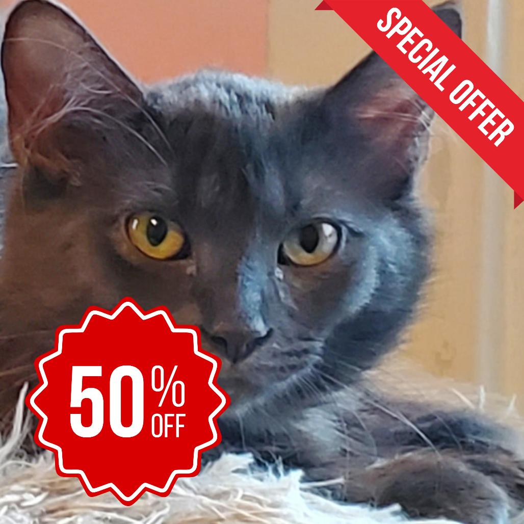 Alexa Bliss, a Adoptable Domestic Long Hair in Inver Grove Heights, MN image 5/5