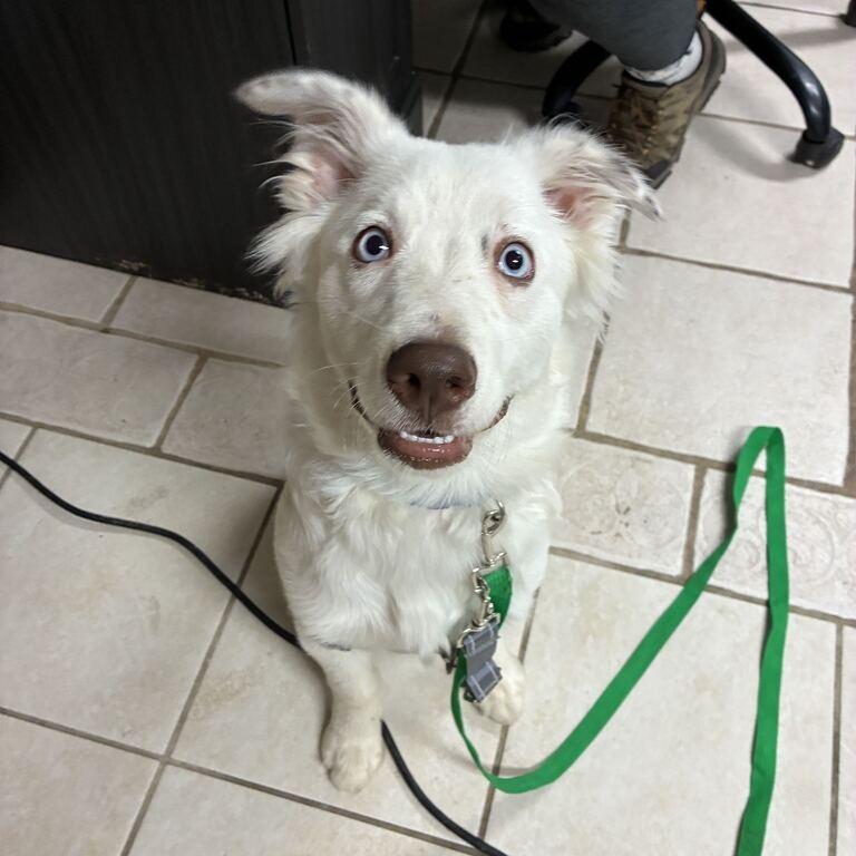 Enlarge Arlo/Gus, a Adoptable Australian Shepherd in Johnson City, TN image 1/1
