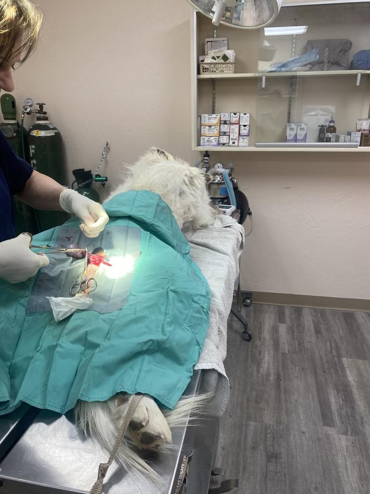 Enlarge Michelangelo, a Adoptable mixed breed in Cortez, CO image 2/4