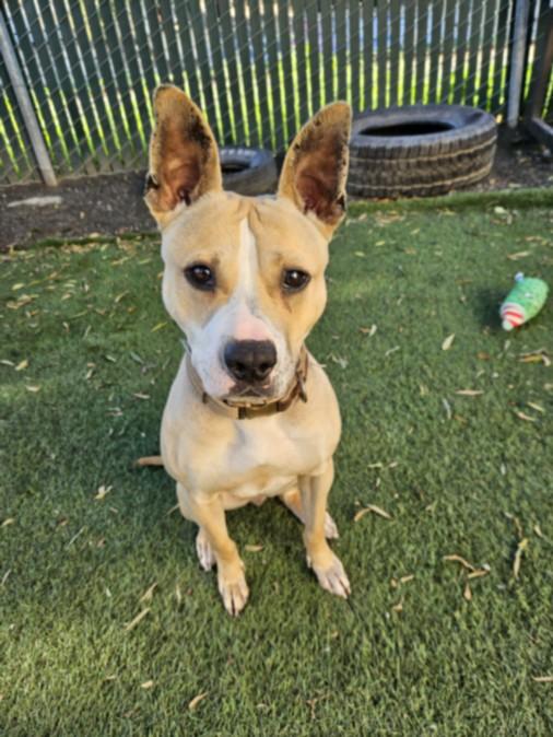 Enlarge ATHENA LOUISE, a Adoptable Pit Bull Terrier in Hayward, CA image 1/1