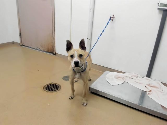 Enlarge ZENON, a Adoptable Pit Bull Terrier in Hayward, CA image 1/1