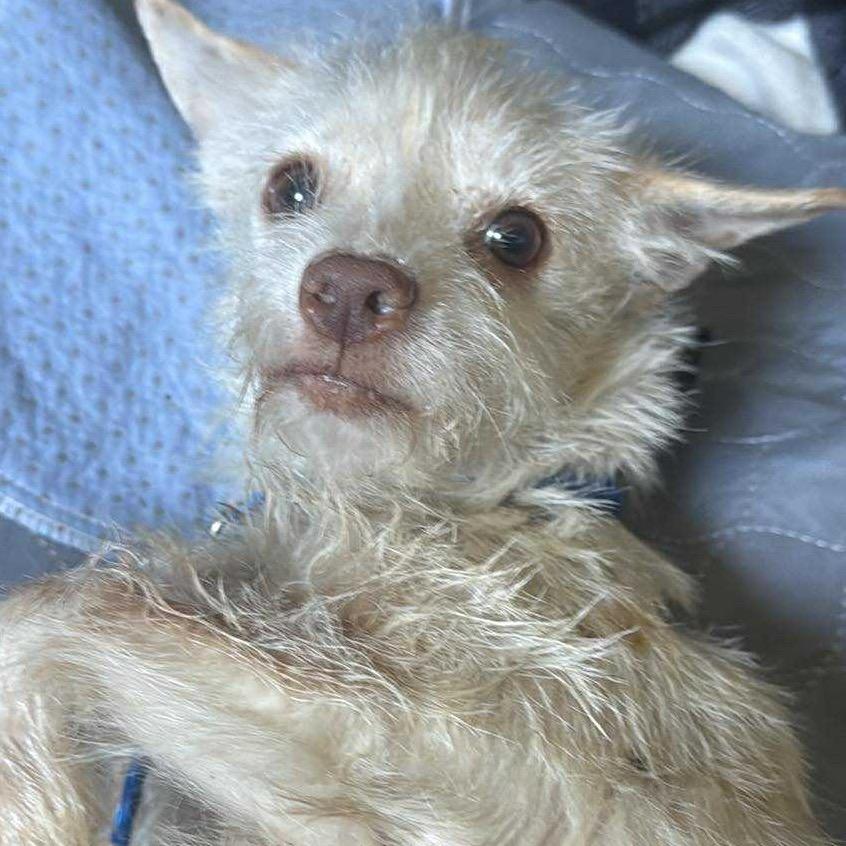 Agatha, Adoptable, Adult Female Schnauzer.