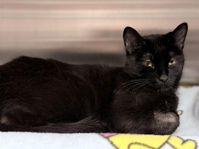 Enlarge APPLIN, a Adoptable Domestic Short Hair in Ames, IA image 1/1